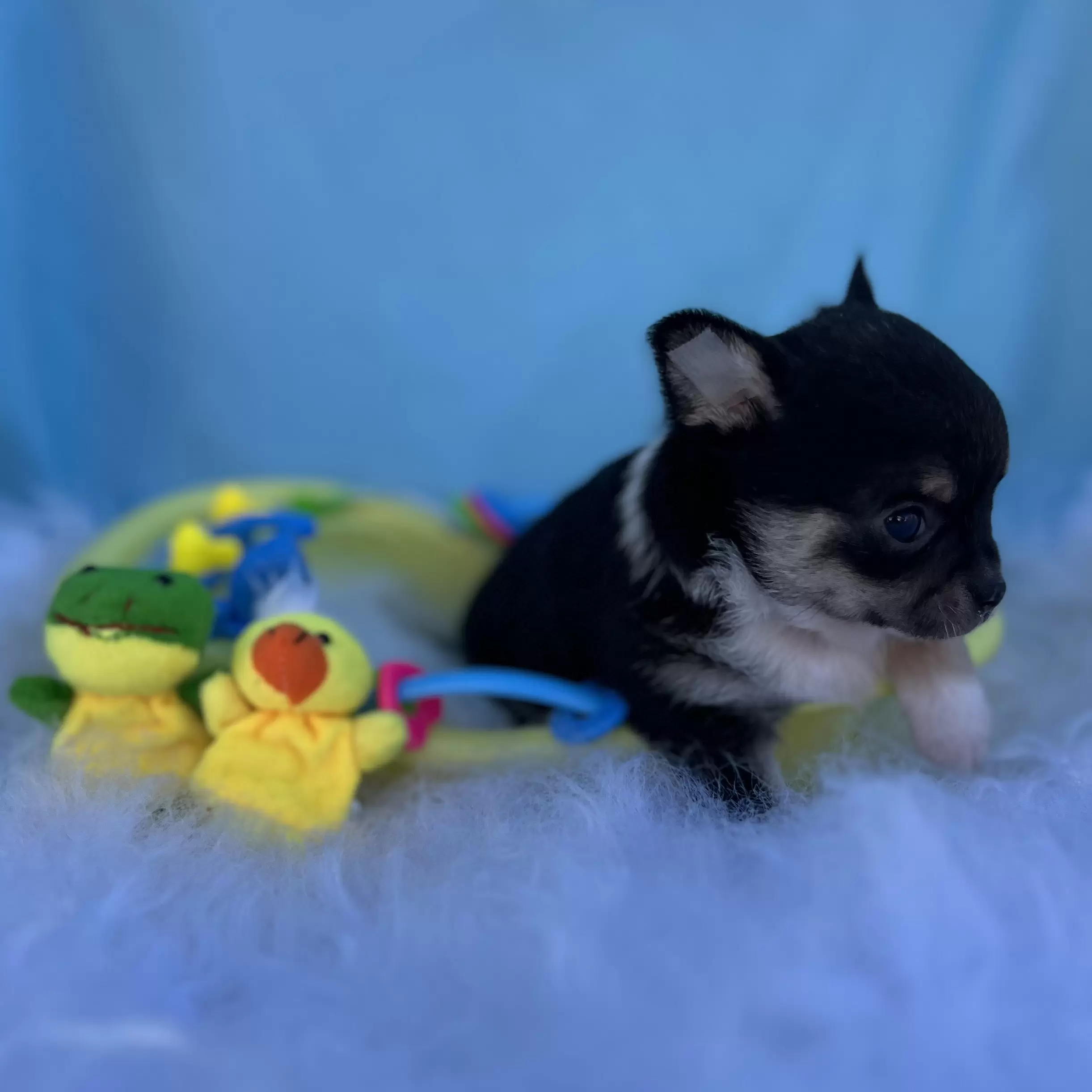 PEQUENO LOBO ZIGUI