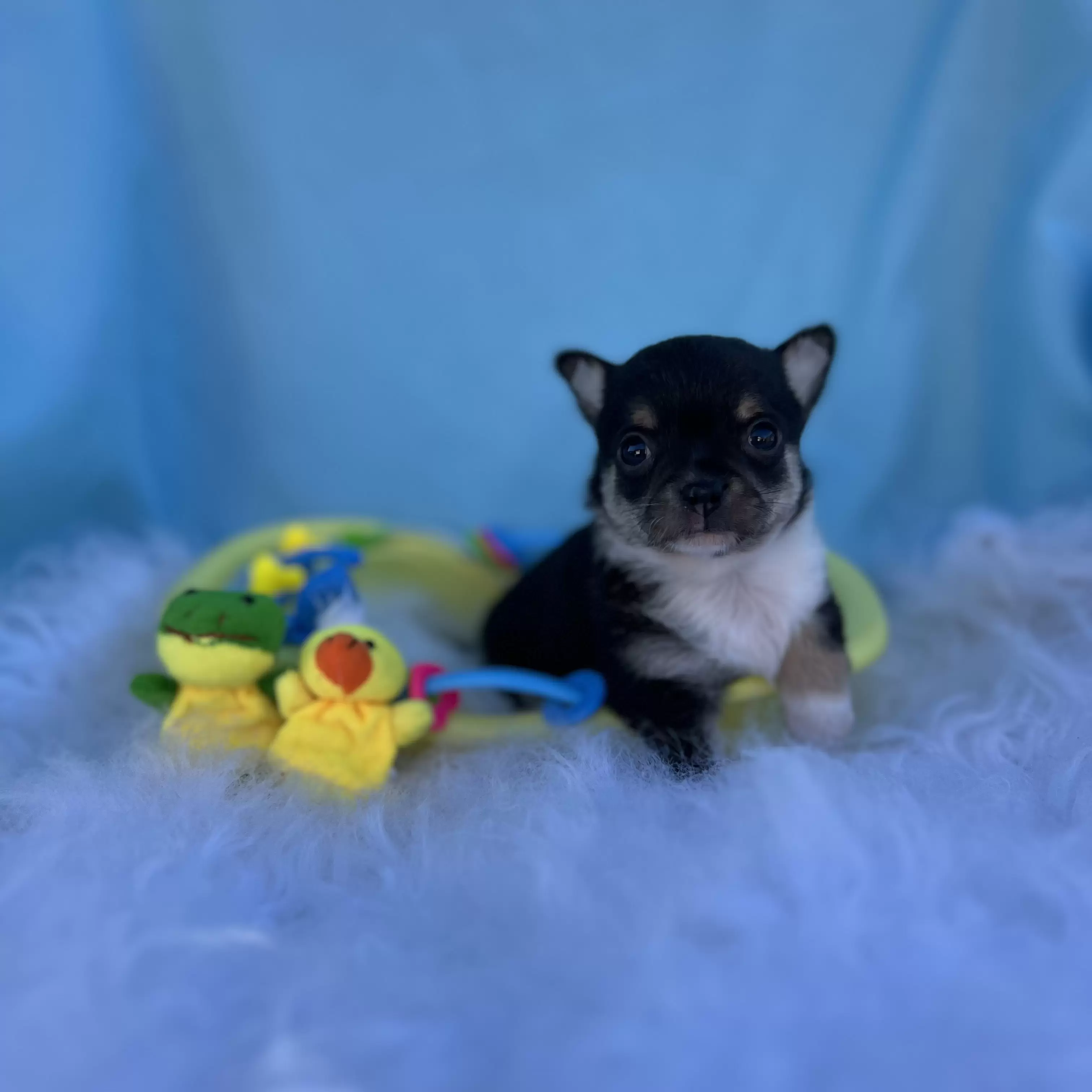 PEQUENO LOBO ZIGUI