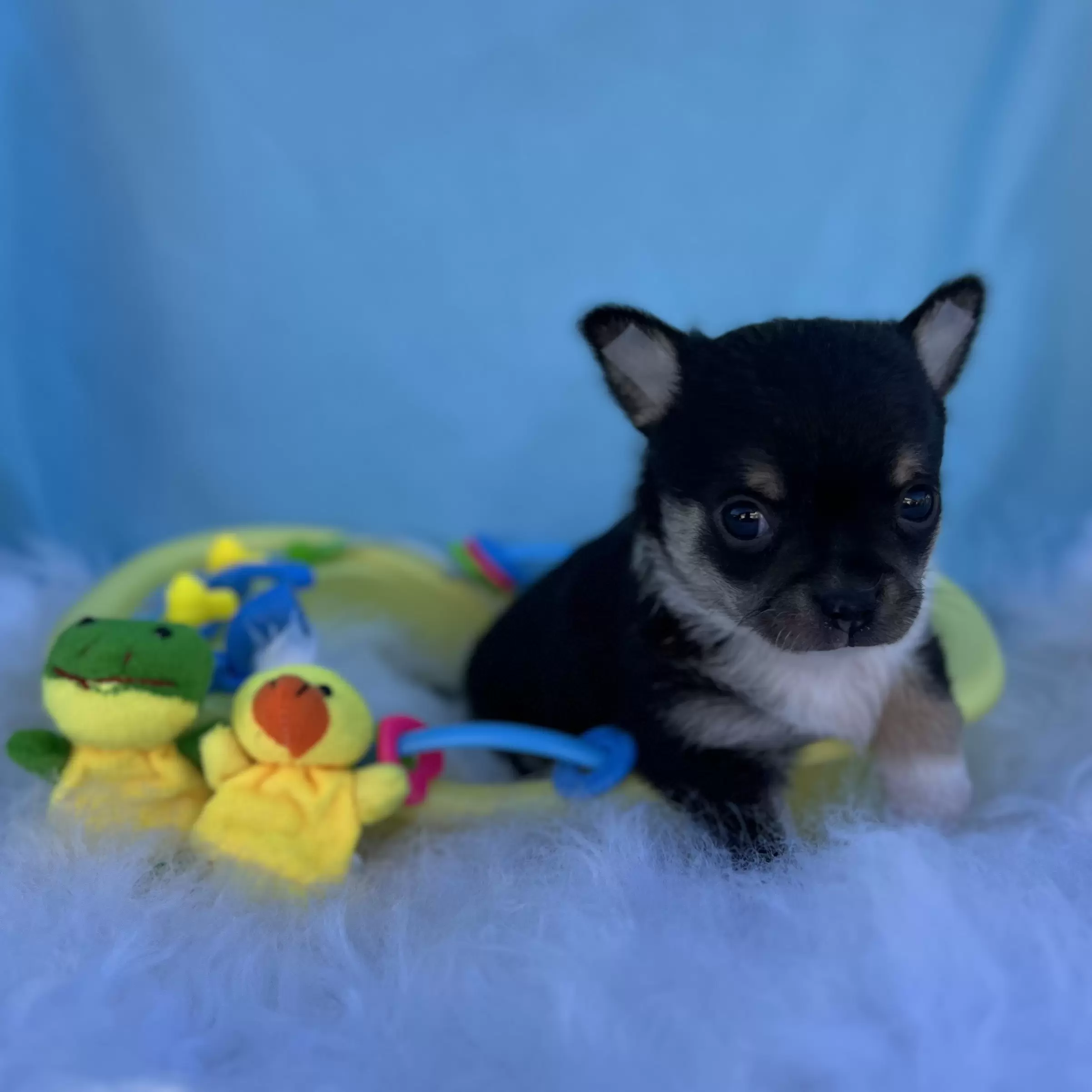 PEQUENO LOBO ZIGUI