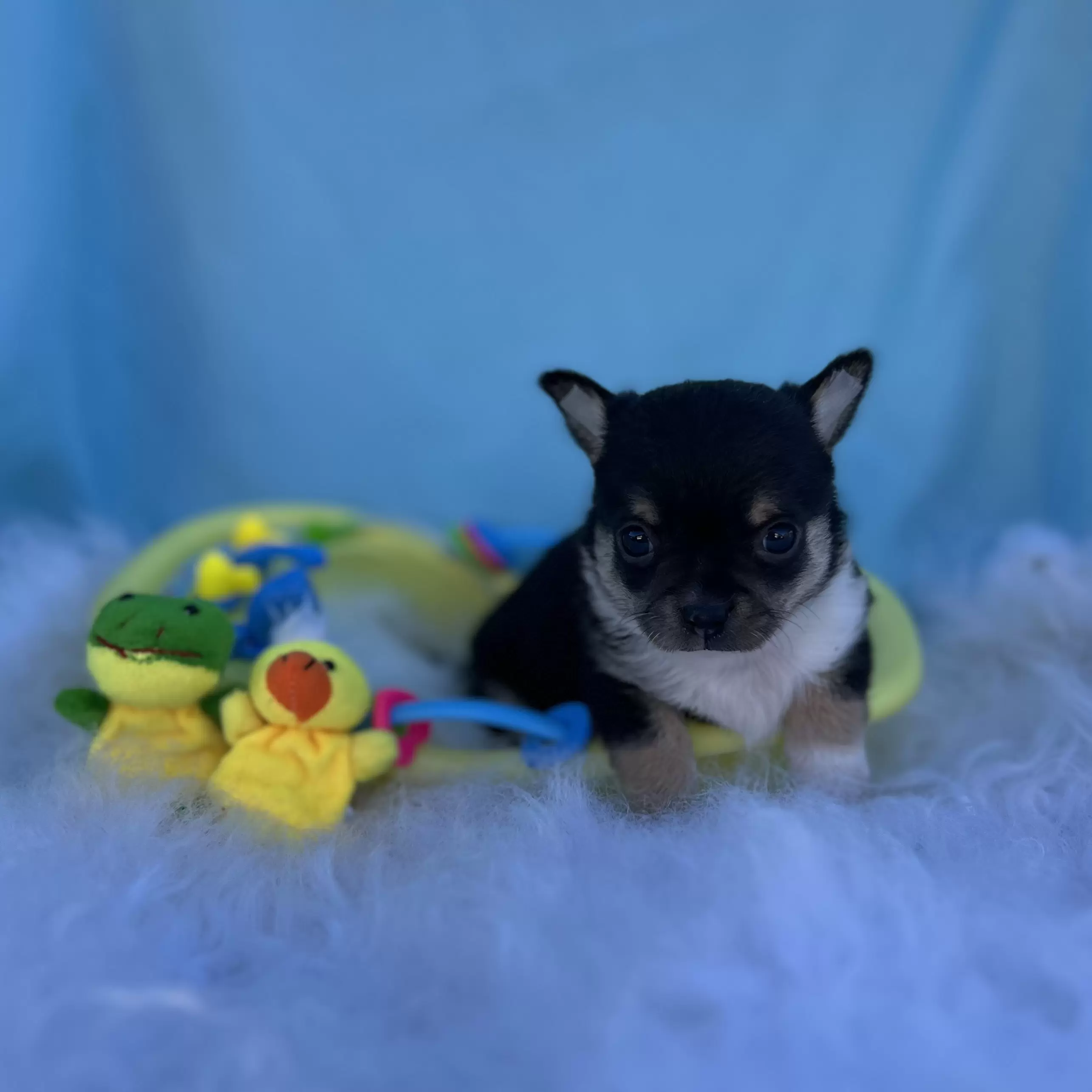 PEQUENO LOBO ZIGUI