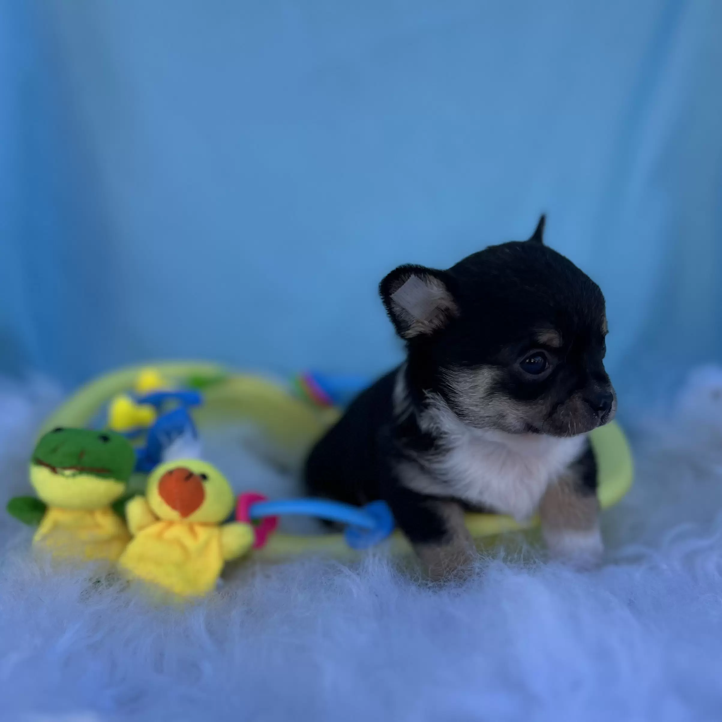PEQUENO LOBO ZIGUI