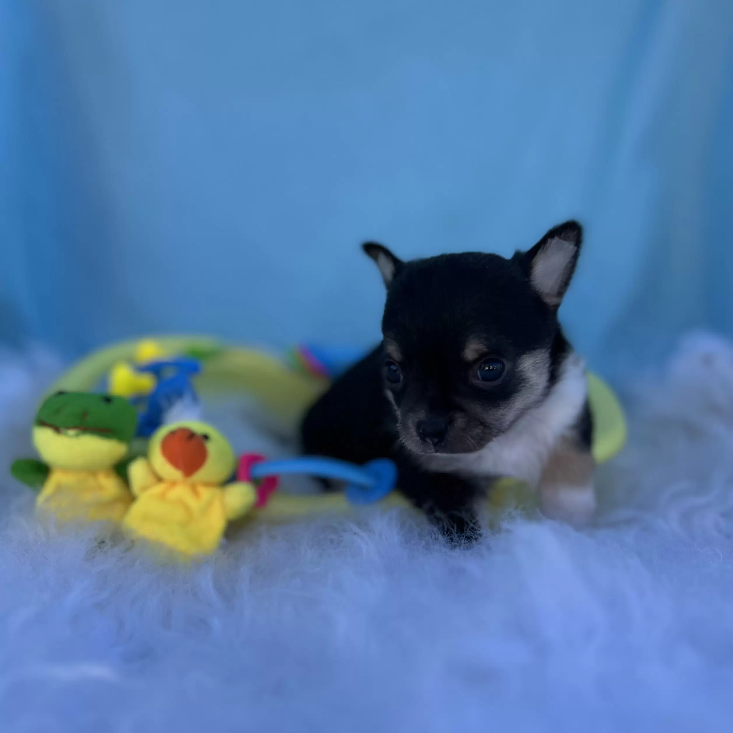 PEQUENO LOBO ZIGUI