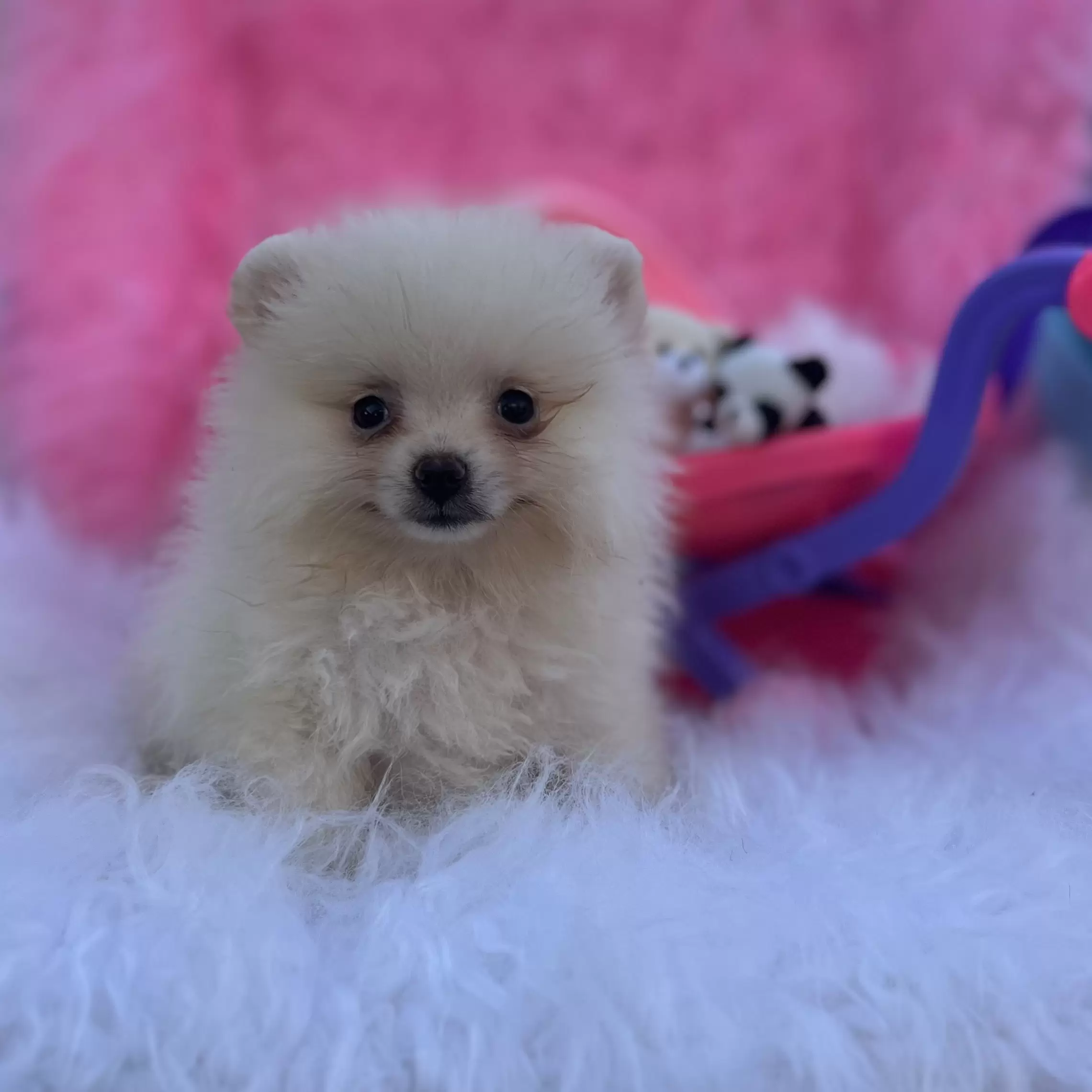PEQUENO LOBO BARBIE GIRL