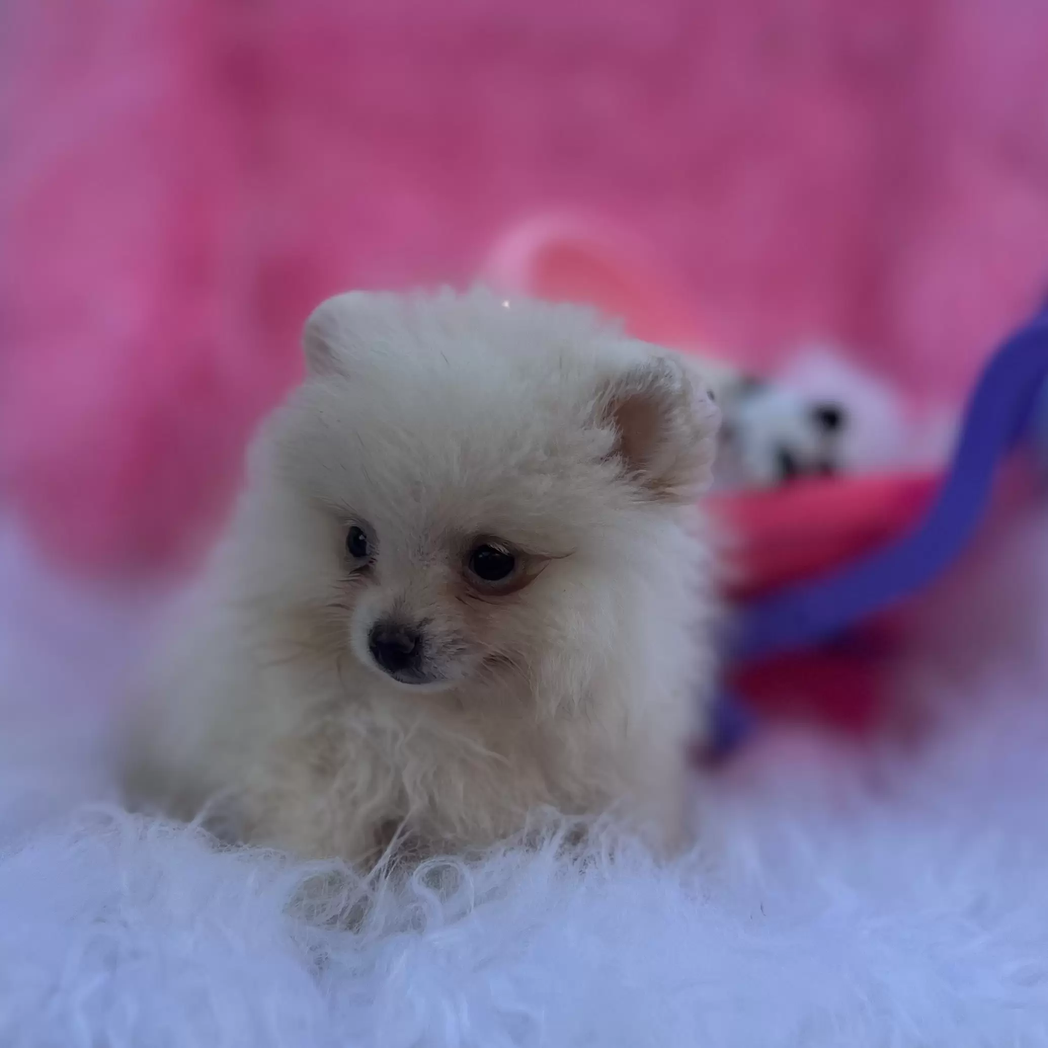 PEQUENO LOBO BARBIE GIRL