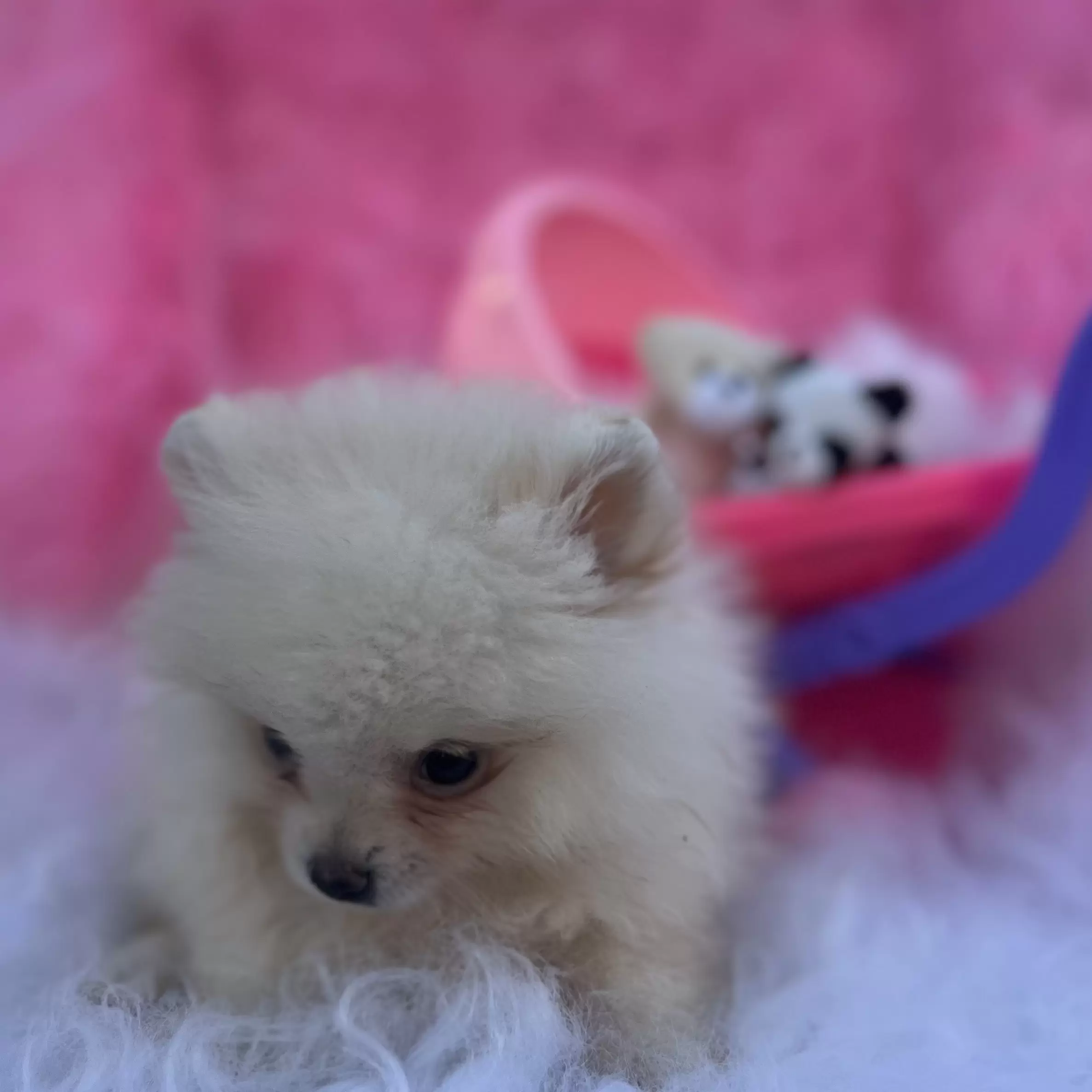 PEQUENO LOBO BARBIE GIRL