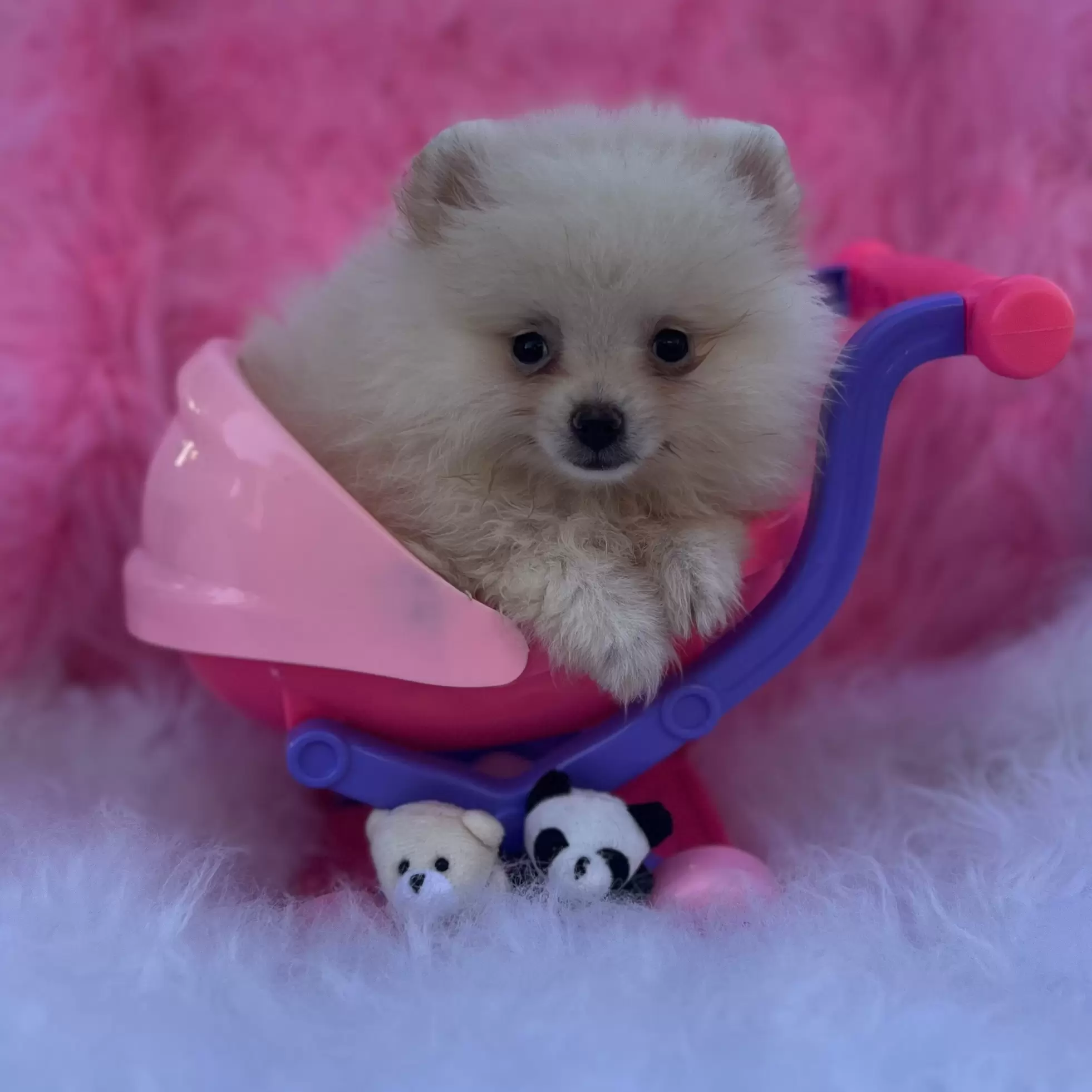 PEQUENO LOBO BARBIE GIRL