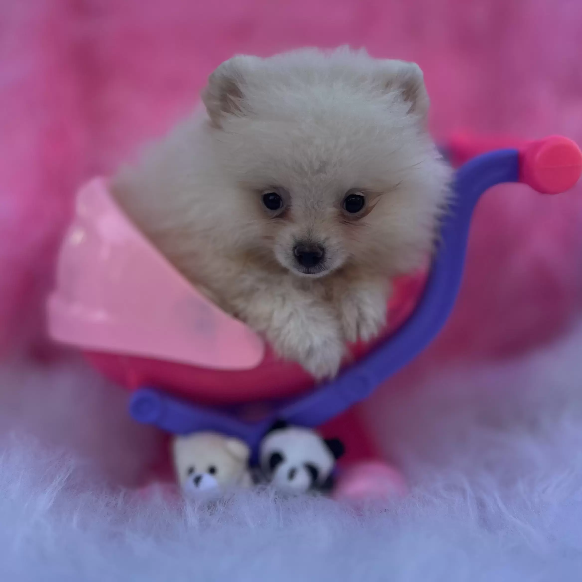 PEQUENO LOBO BARBIE GIRL