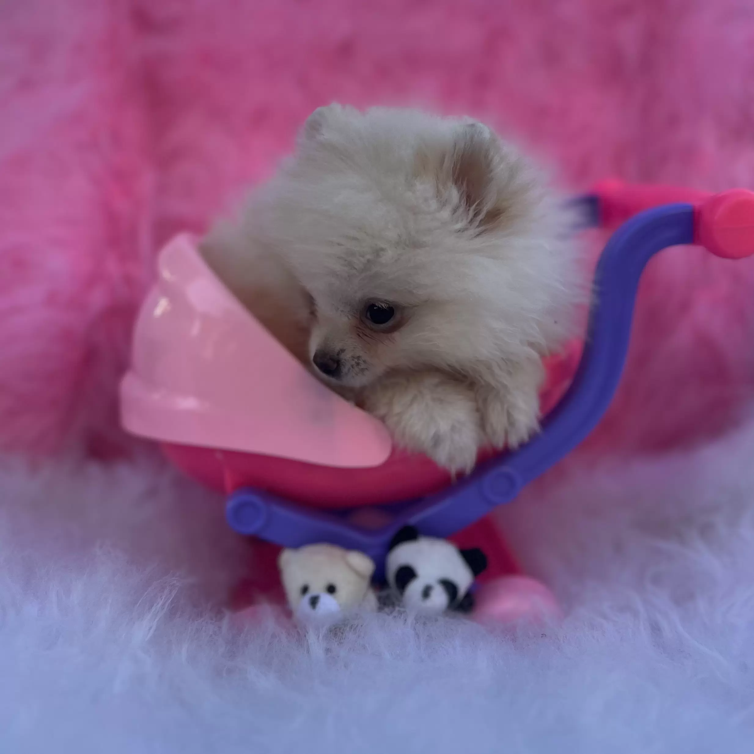 PEQUENO LOBO BARBIE GIRL