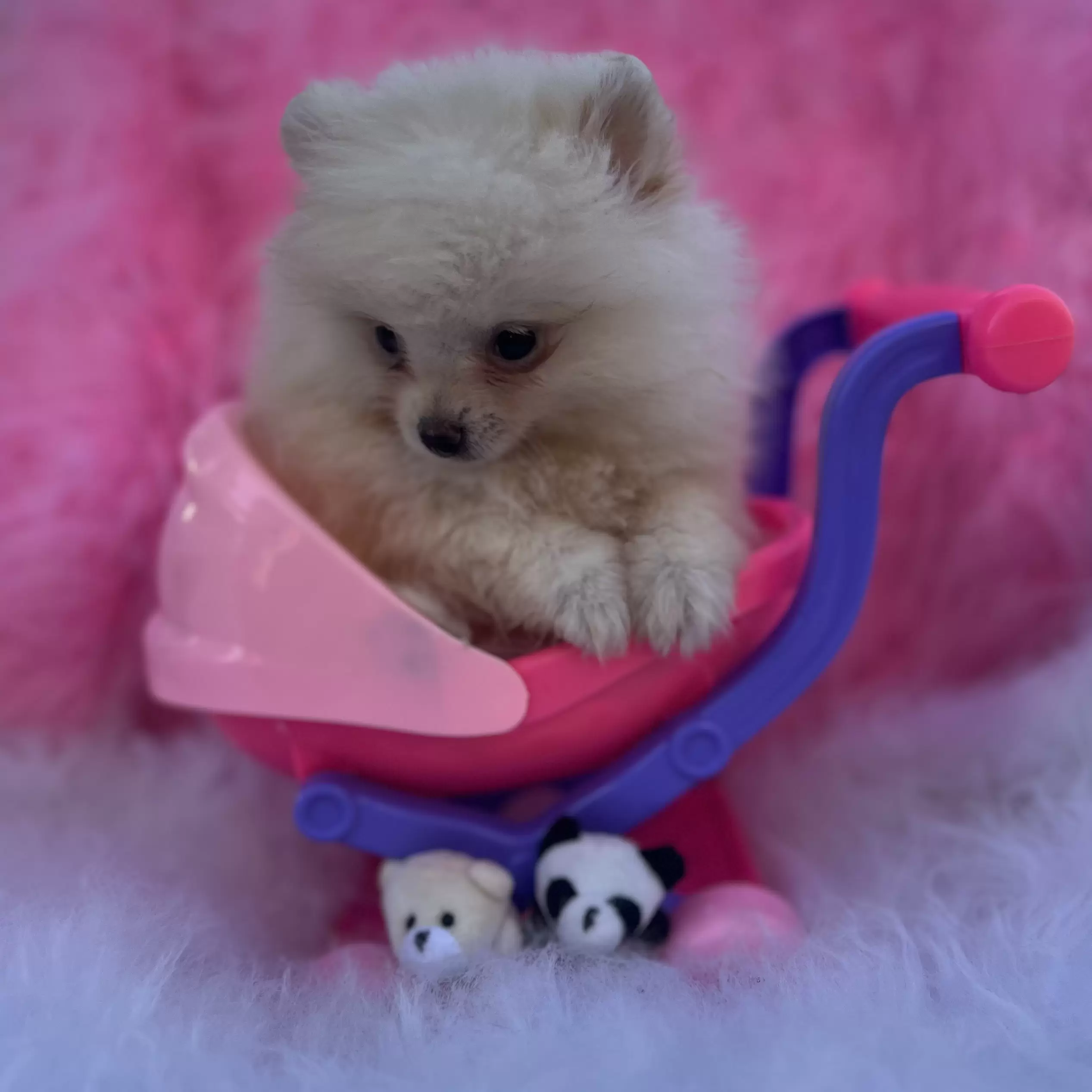 PEQUENO LOBO BARBIE GIRL
