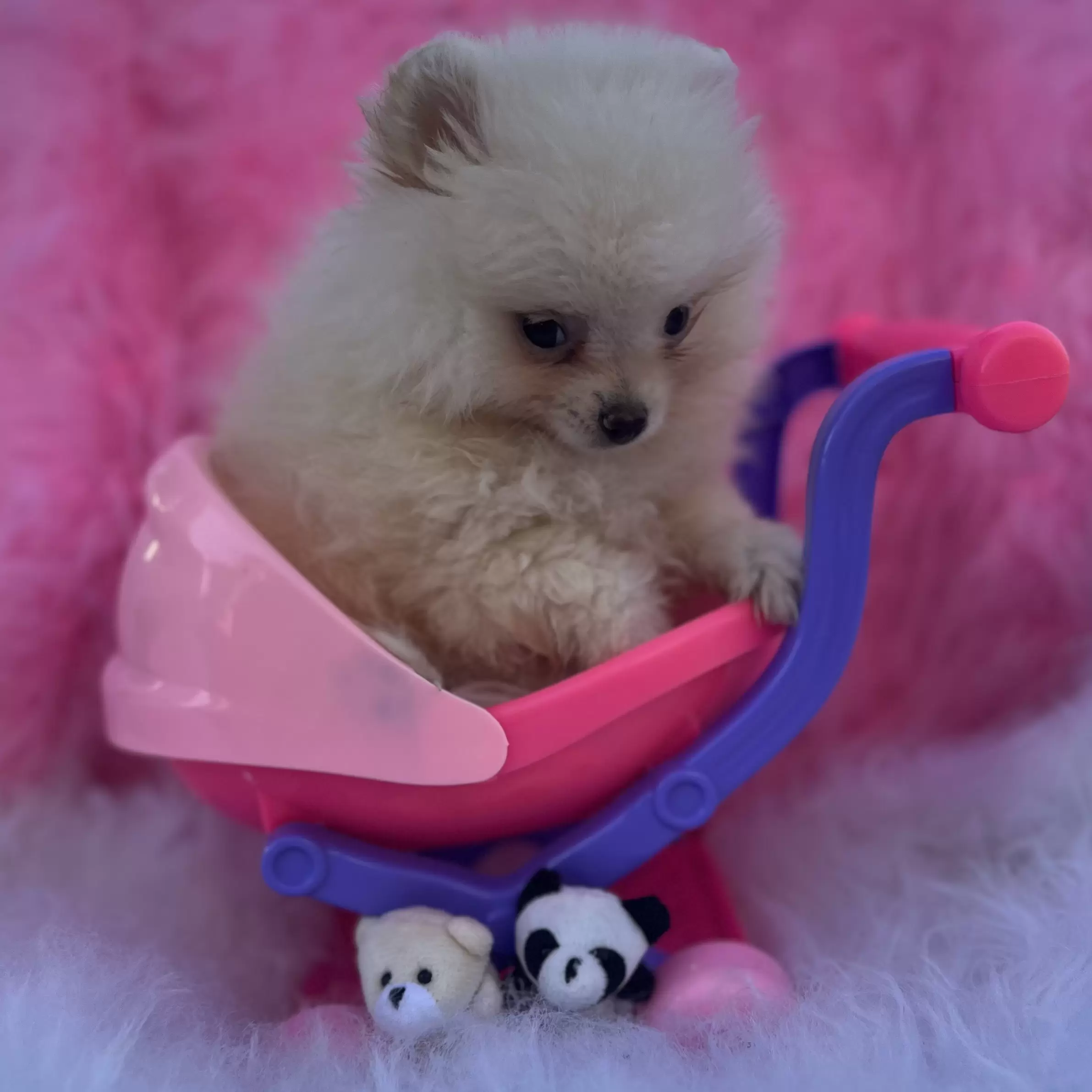 PEQUENO LOBO BARBIE GIRL