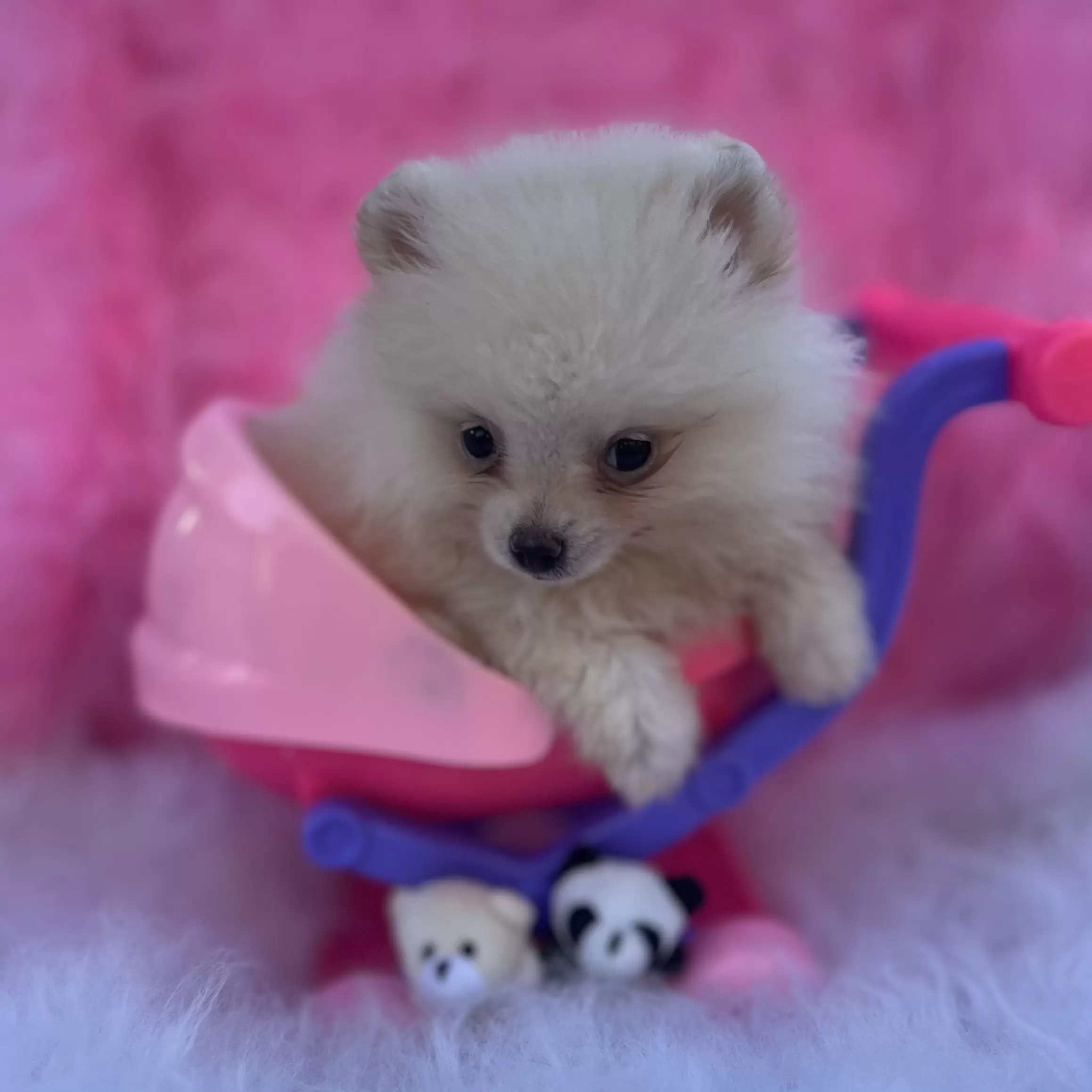 PEQUENO LOBO BARBIE GIRL