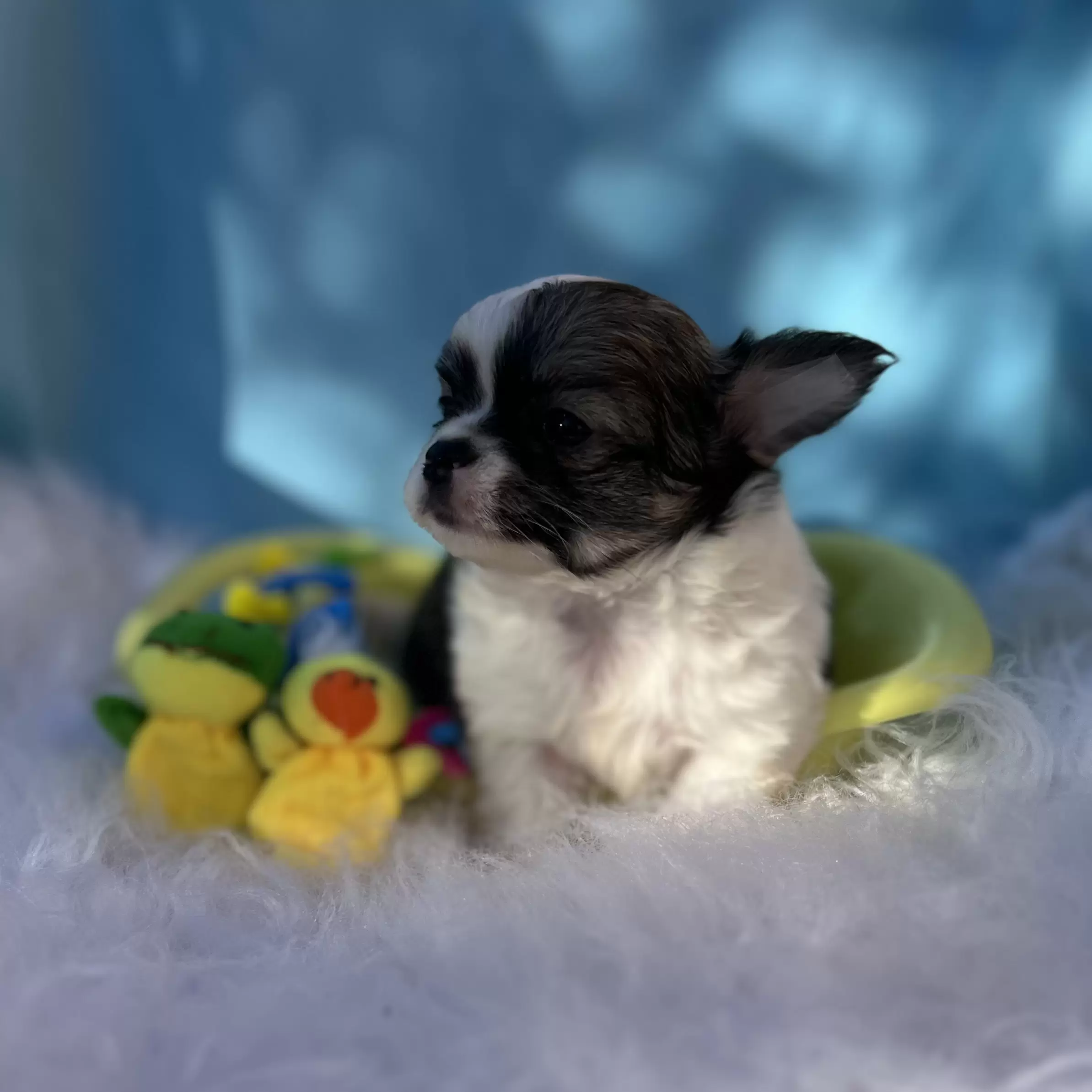 PEQUENO LOBO XANDY 