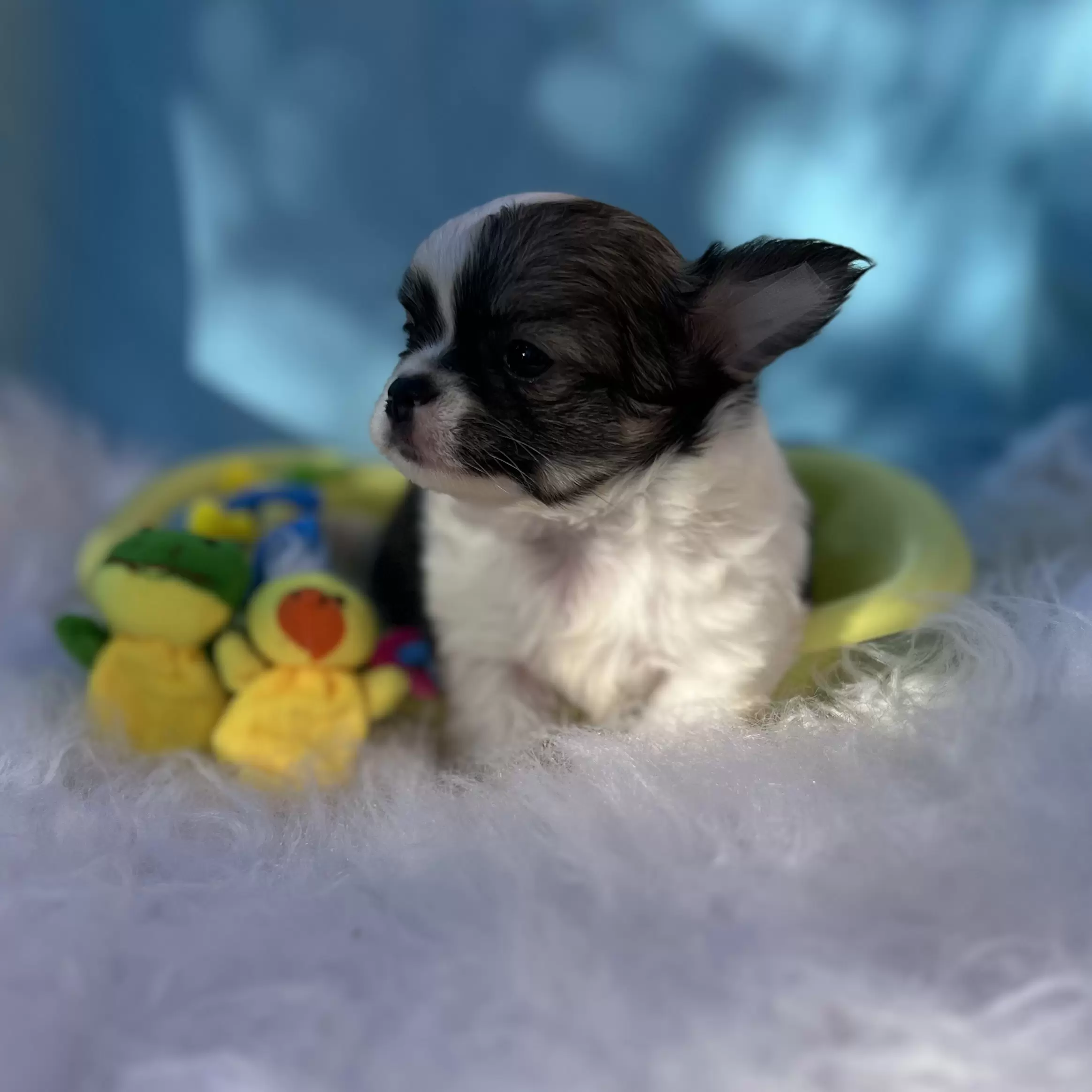 PEQUENO LOBO XANDY 