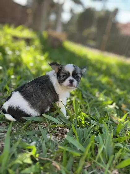 PEQUENO LOBO XANDY 
