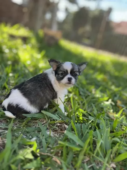 PEQUENO LOBO XANDY 
