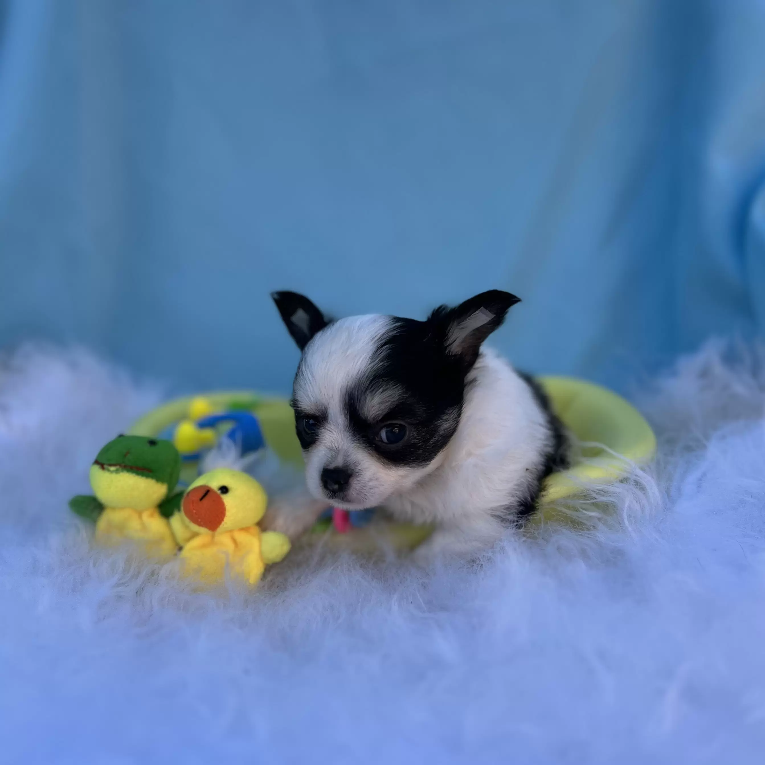 PEQUENO LOBO XIMBINHA