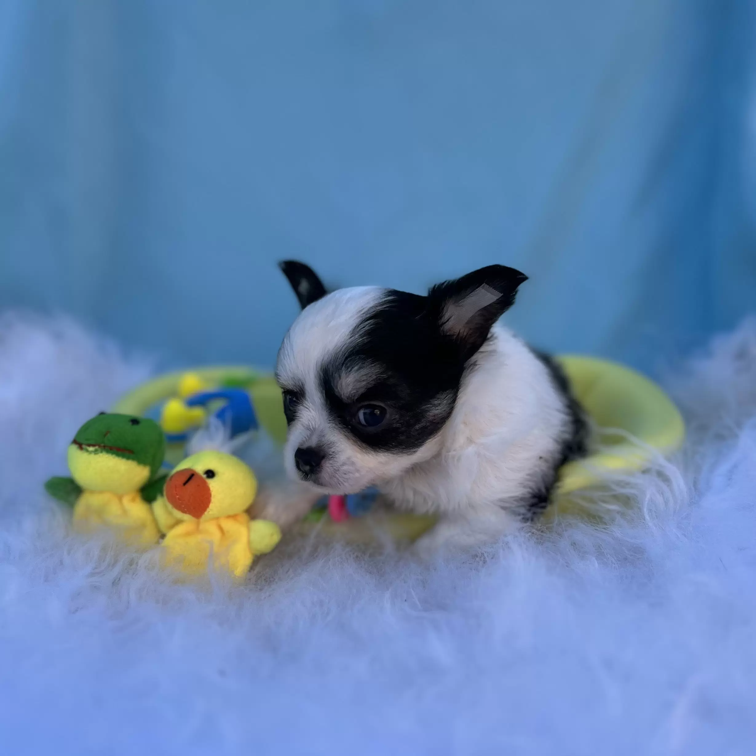 PEQUENO LOBO XIMBINHA