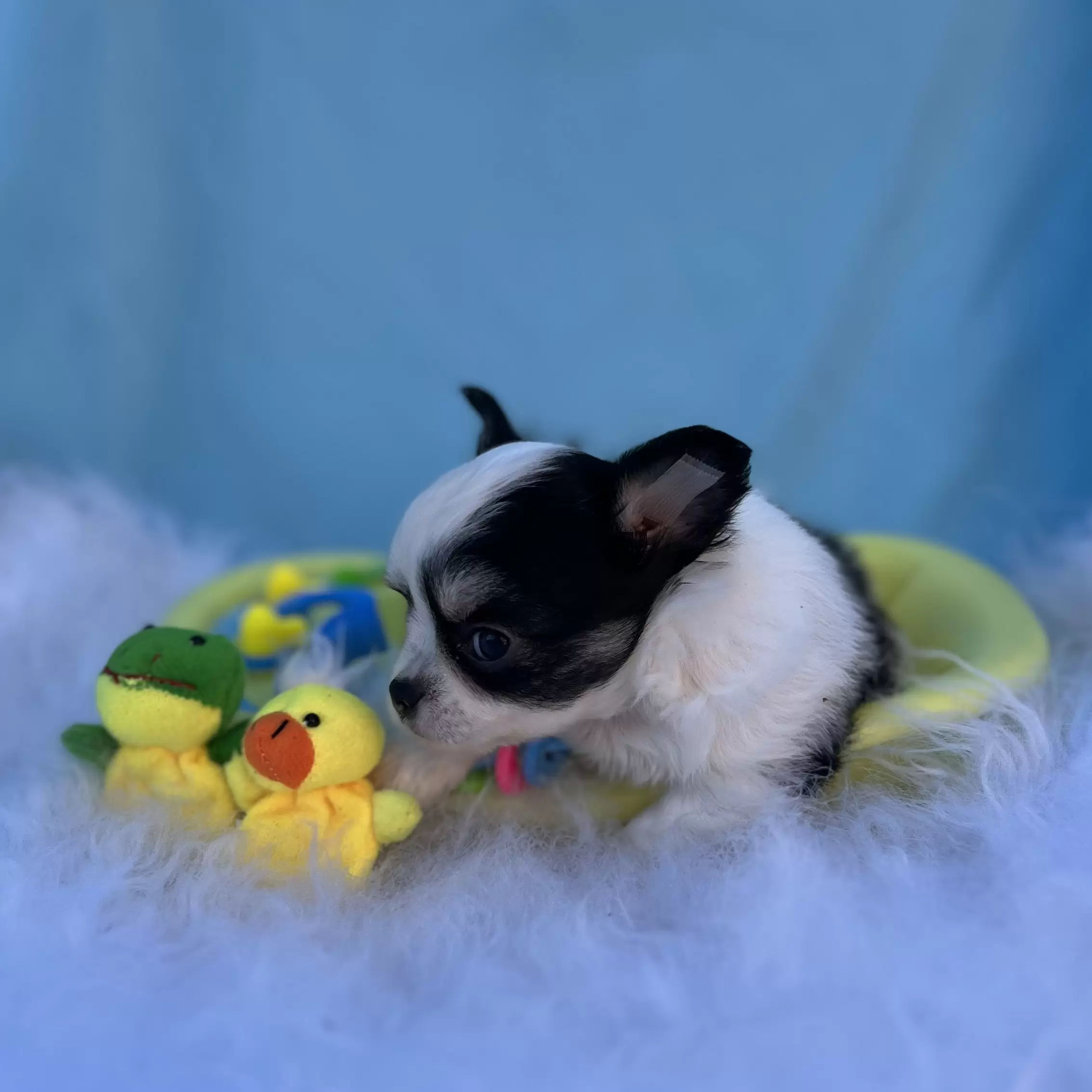 PEQUENO LOBO XIMBINHA