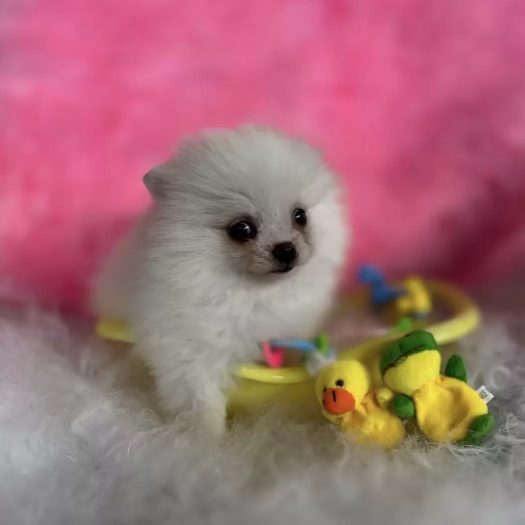 PEQUENO LOBO PRINCESA EVA 