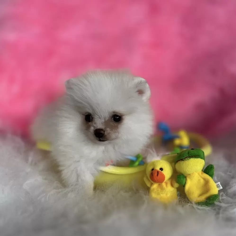 PEQUENO LOBO PRINCESA EVA 