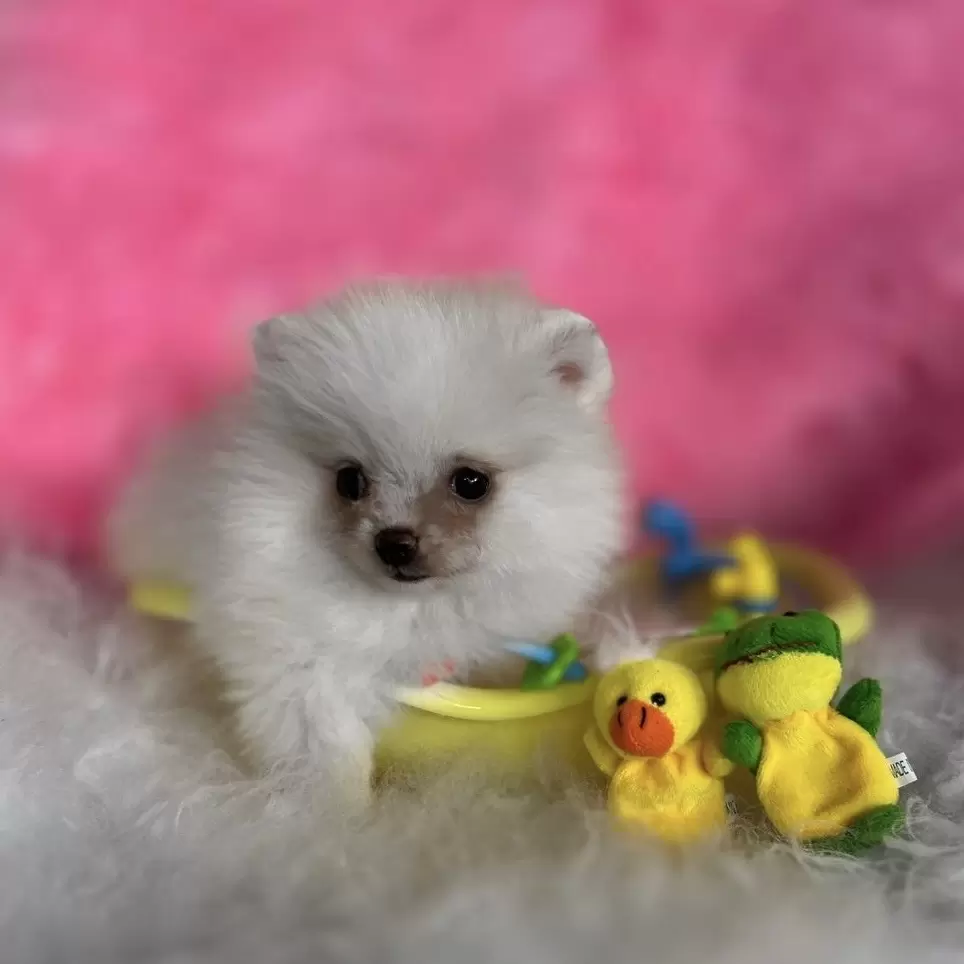 PEQUENO LOBO PRINCESA EVA 