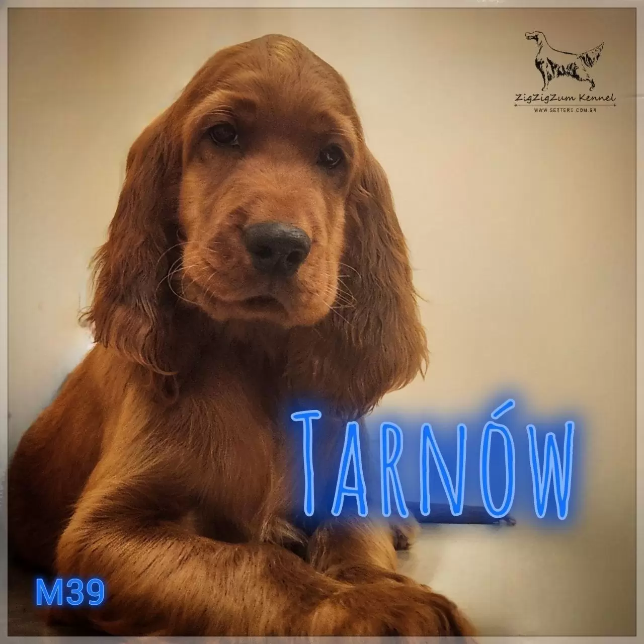 Tarnów