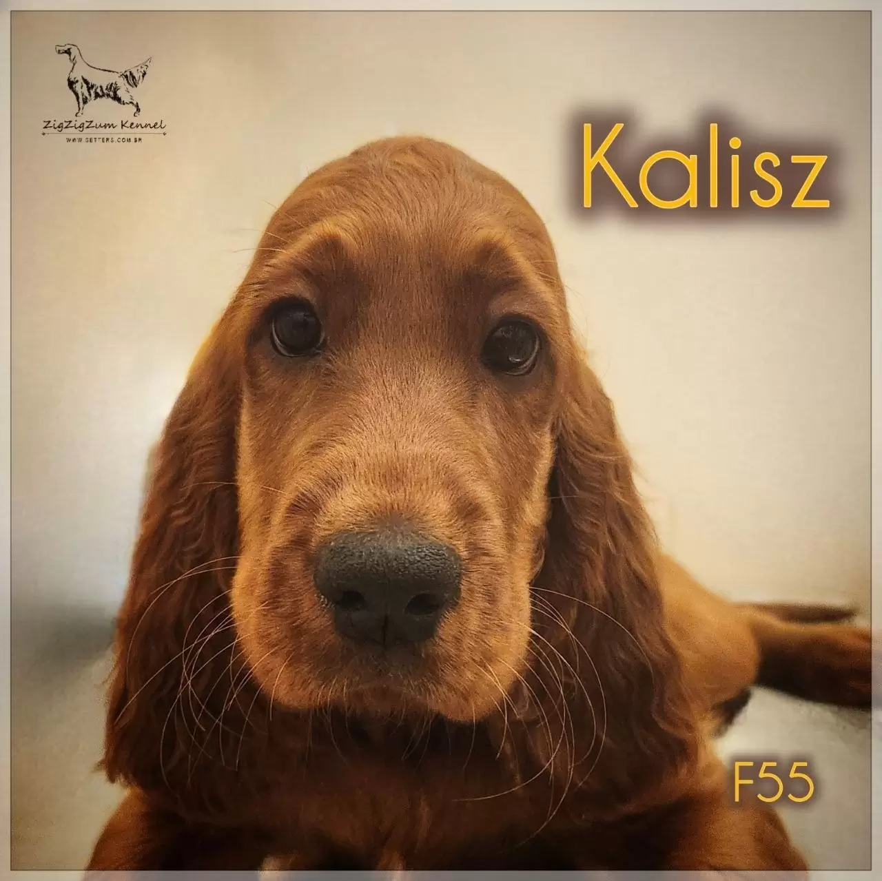 Miasto KALISZ