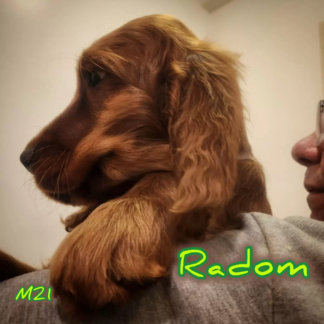 Radom 