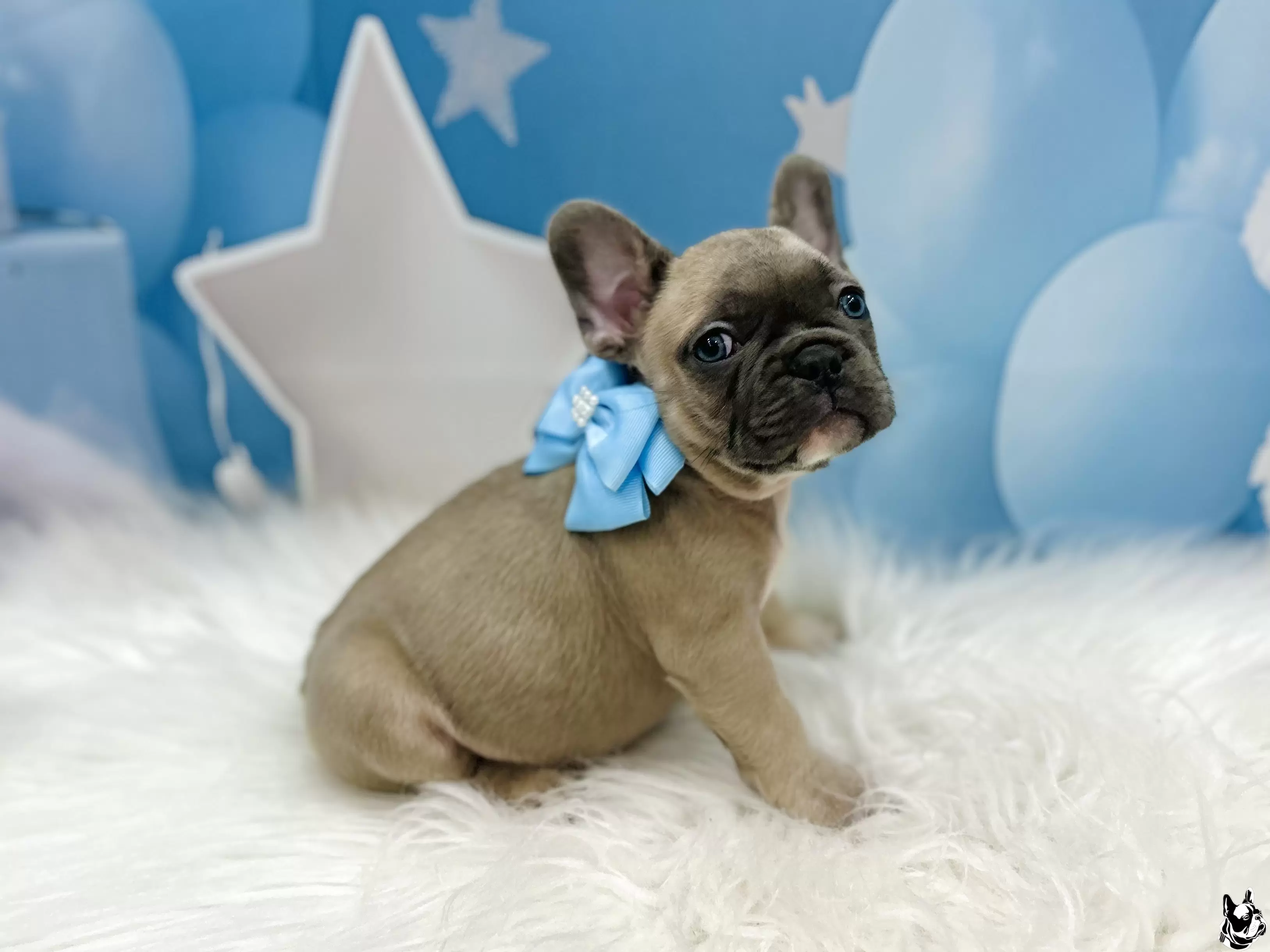 Macho blue fawn 