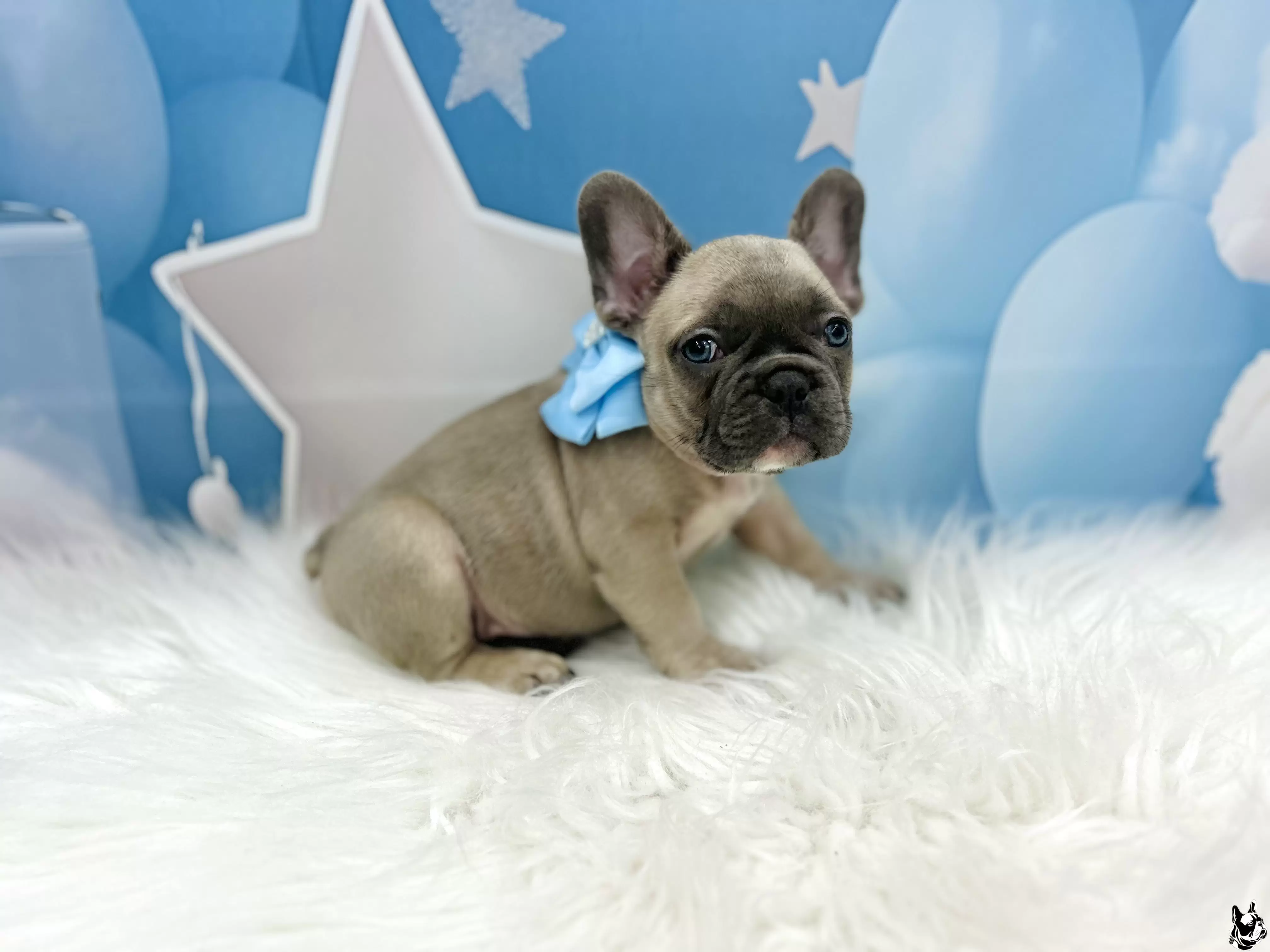 Macho blue fawn 