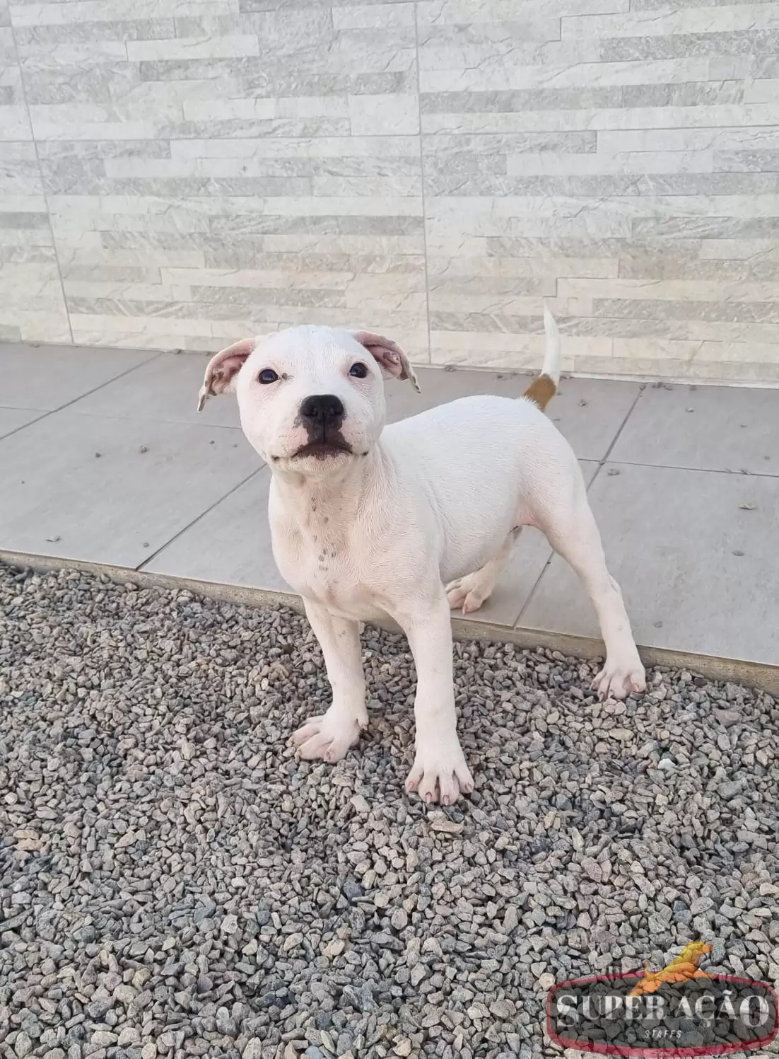 Super Ação Staffs Mister Snow XXXIX