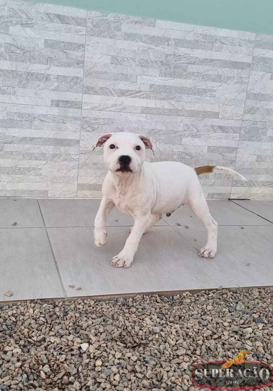 Super Ação Staffs Mister Snow XXXIX