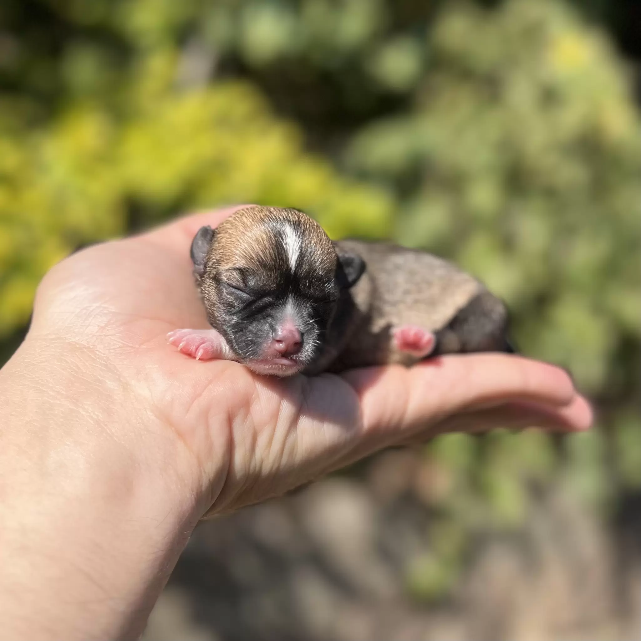 PEQUENO LOBO COMETA