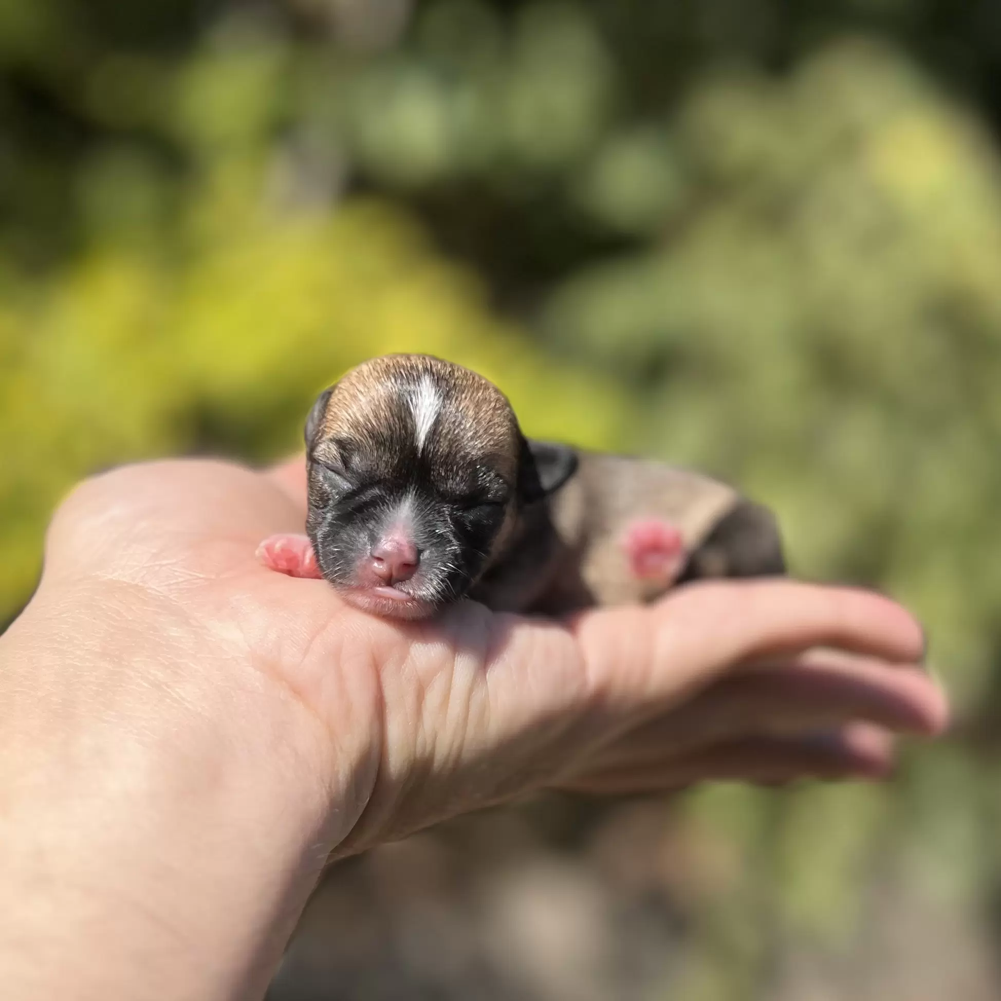 PEQUENO LOBO COMETA