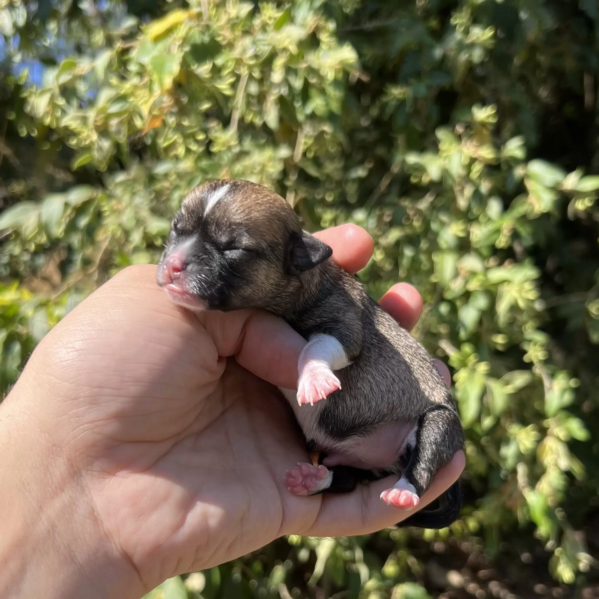 PEQUENO LOBO COMETA