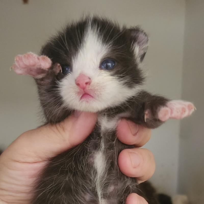 Vulcan