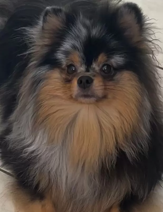 RICCO