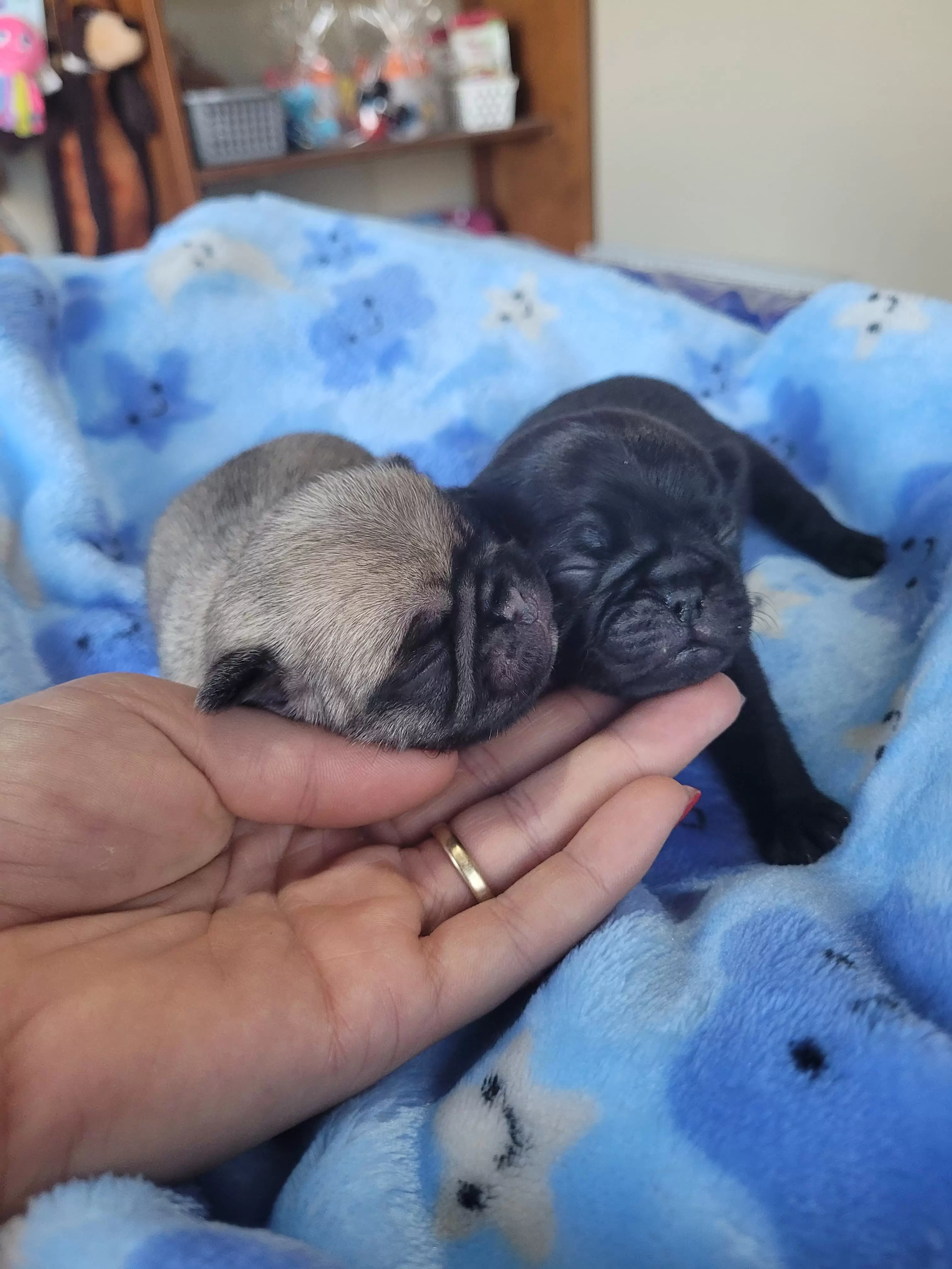 Pug Black