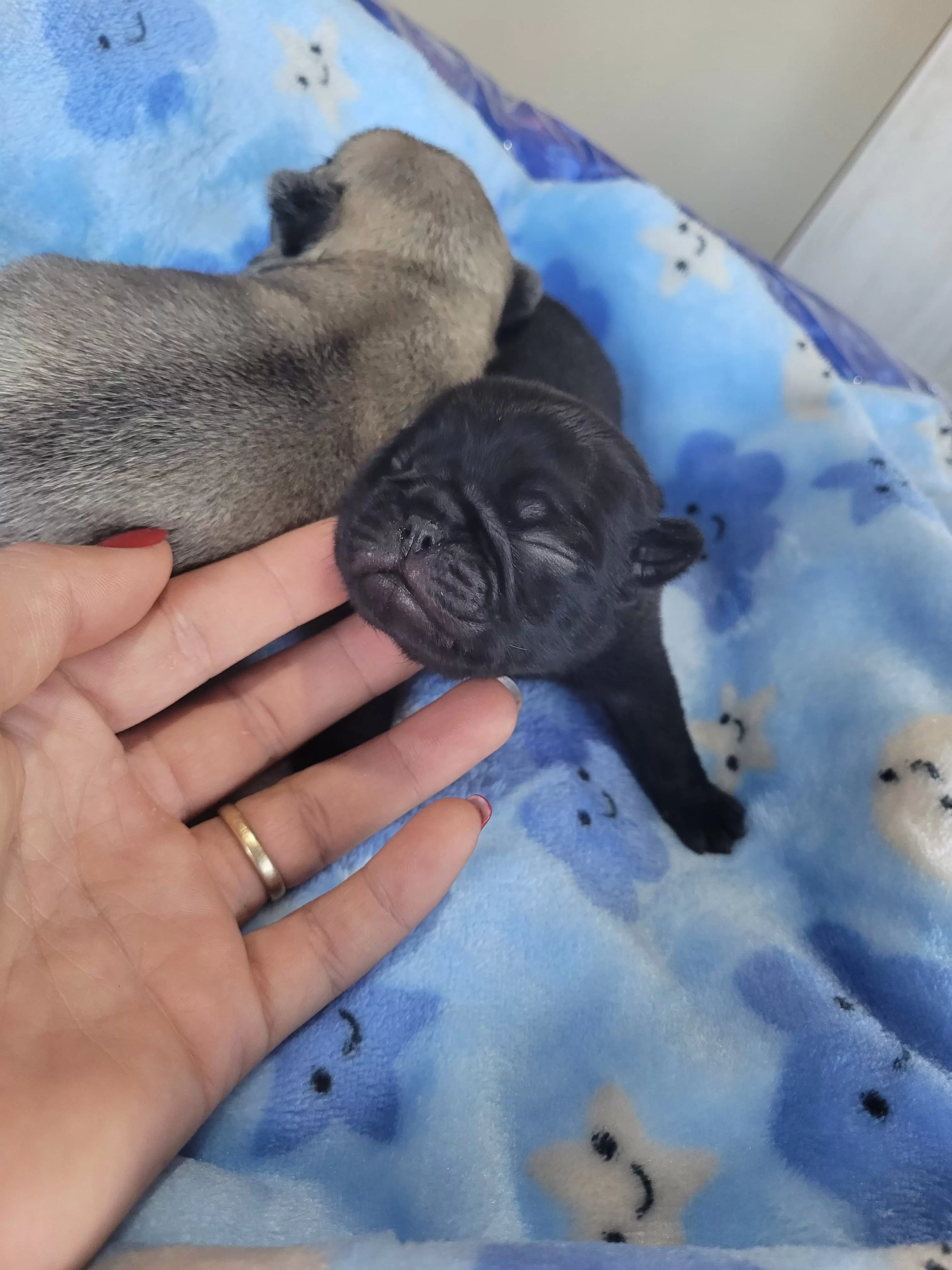 Pug Black