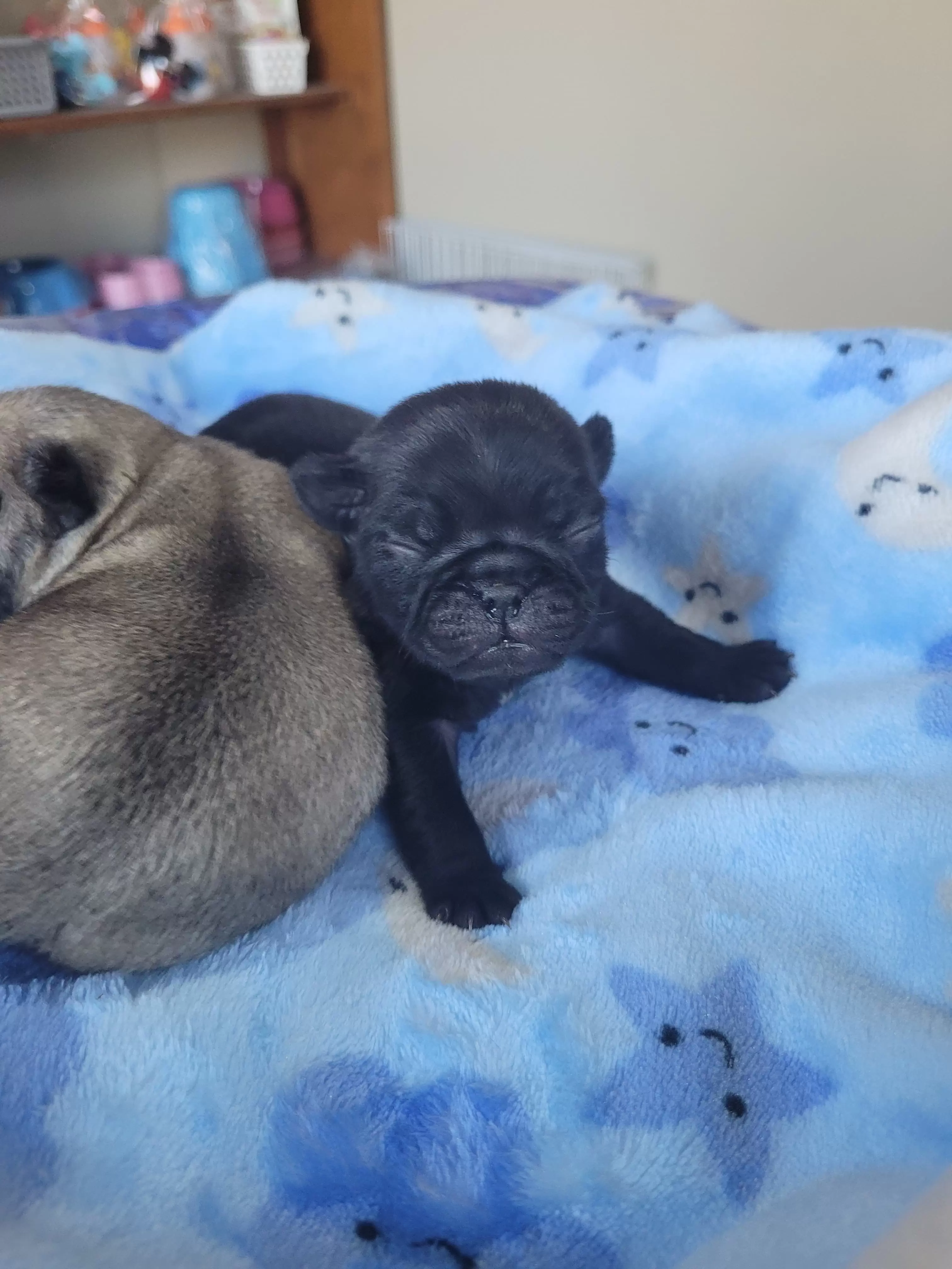 Pug Black