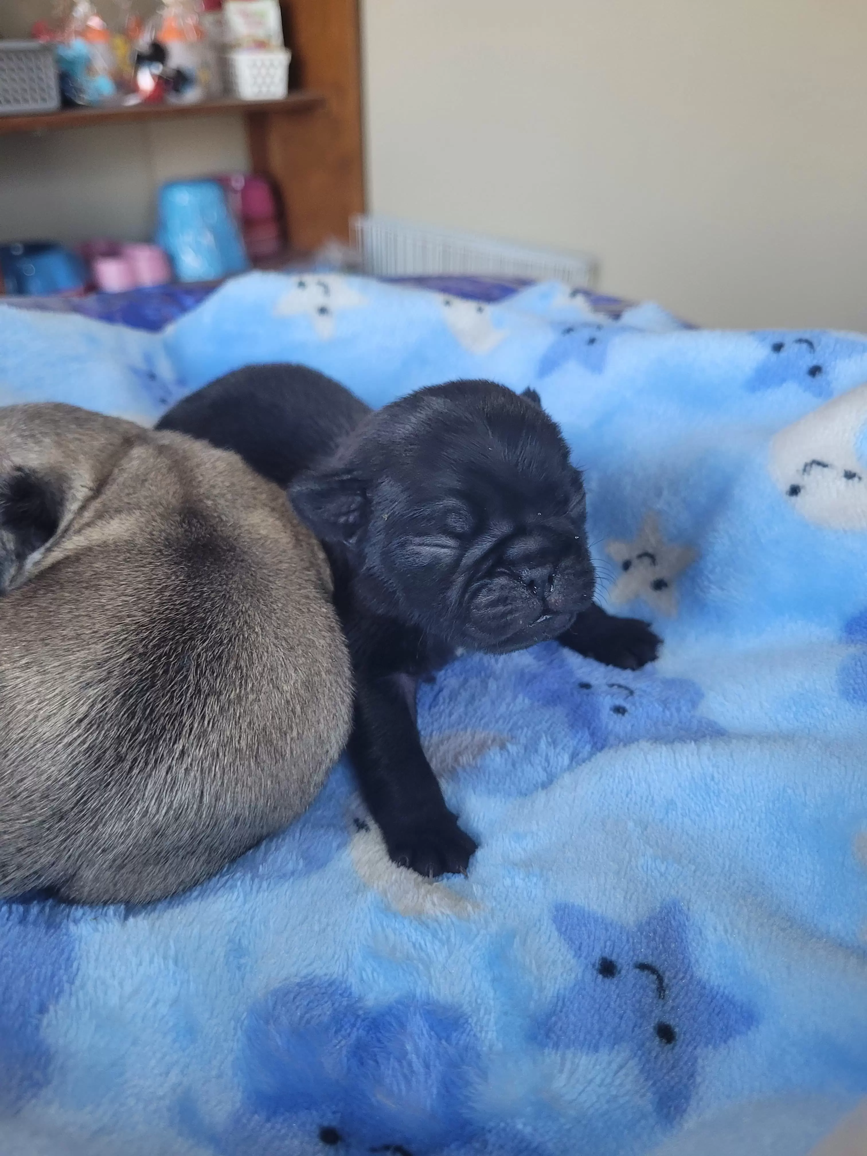 Pug Black