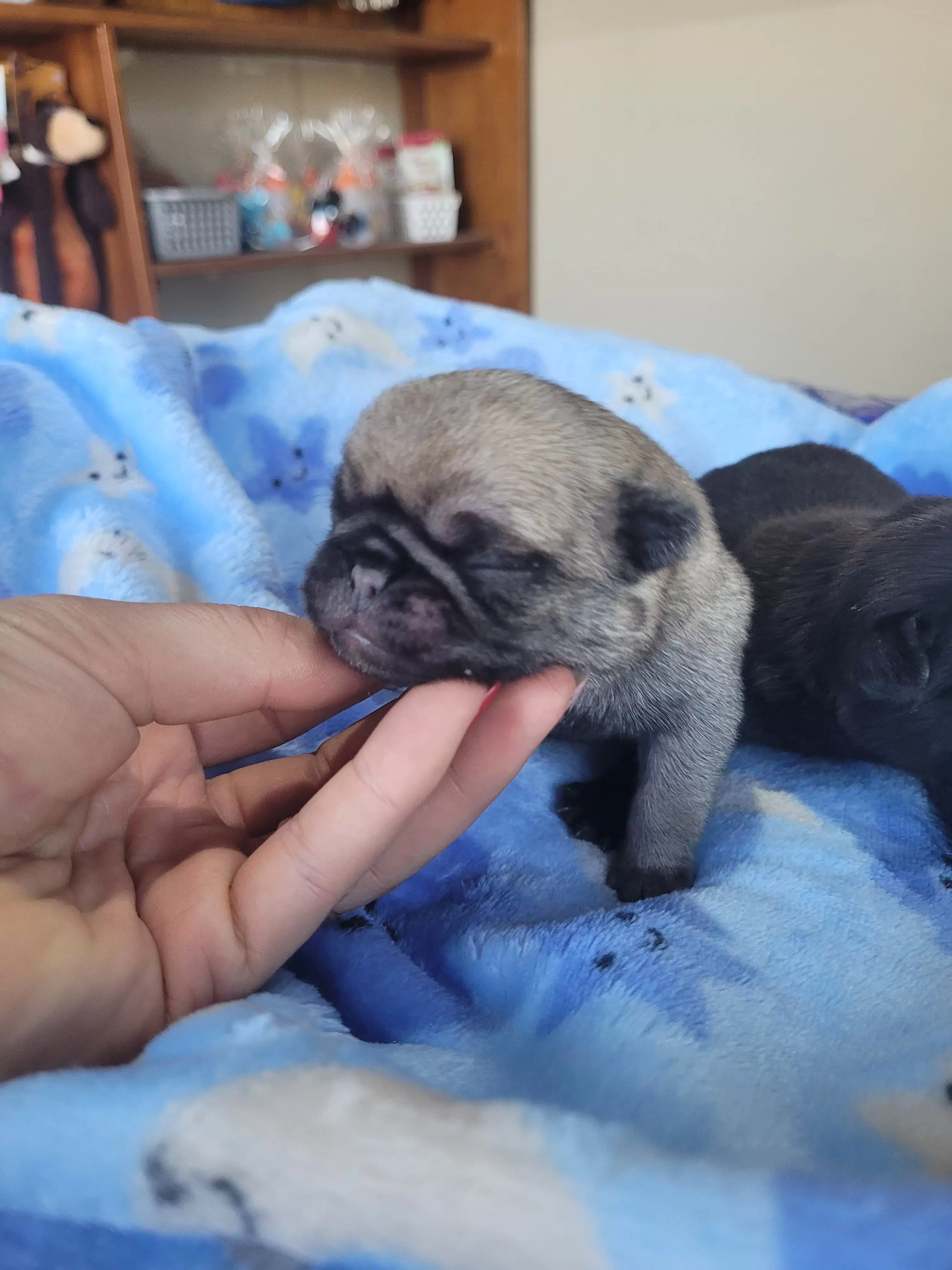 Pug Abricot