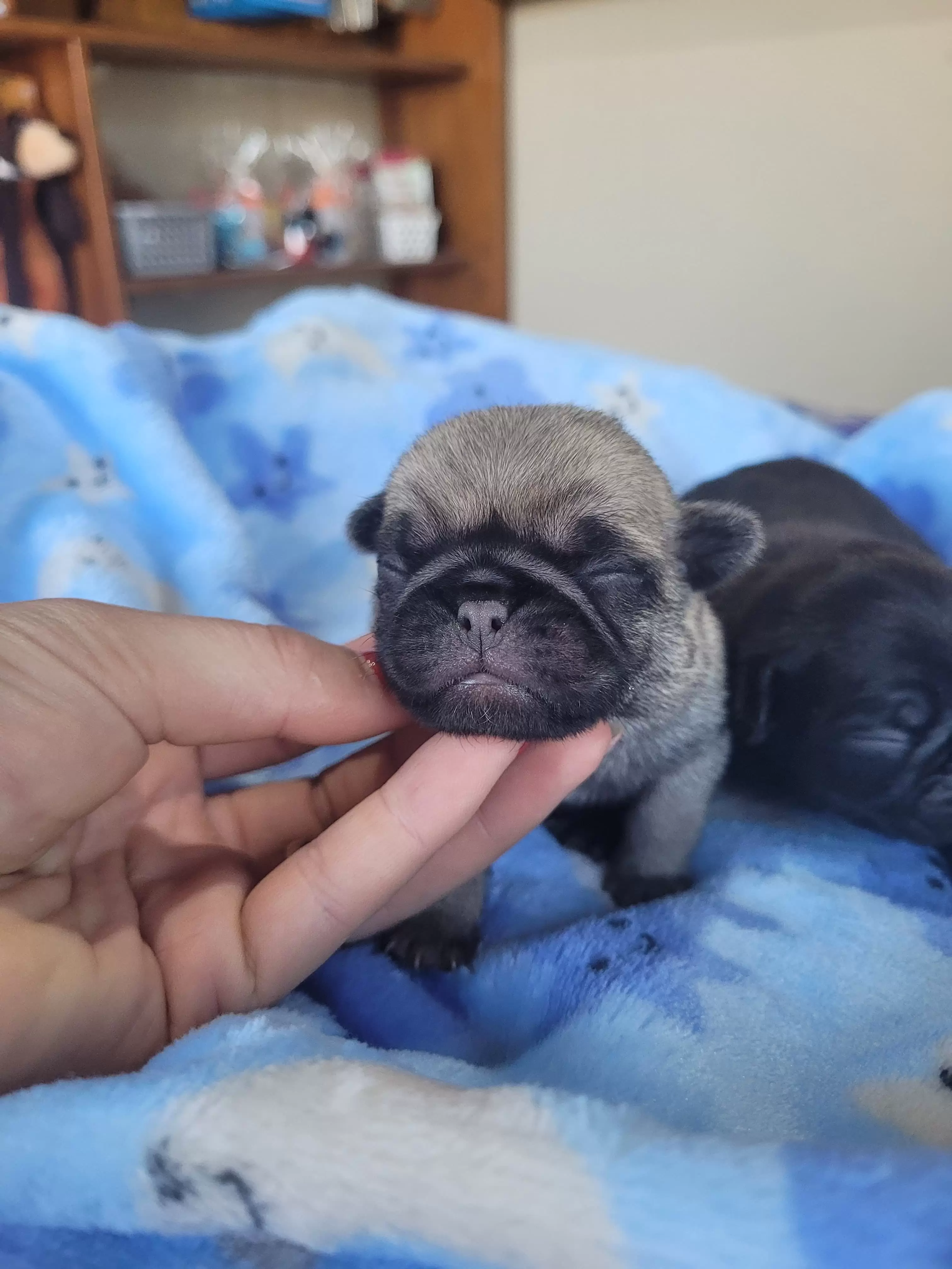 Pug Abricot