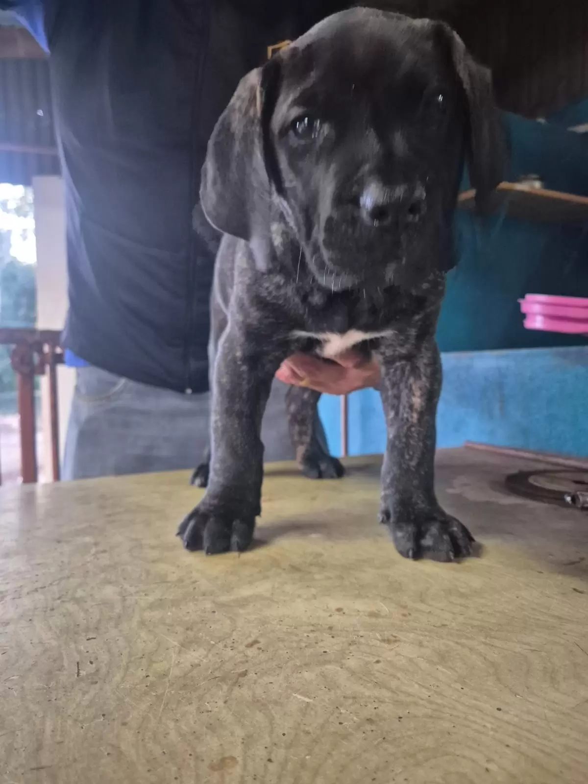 Odin