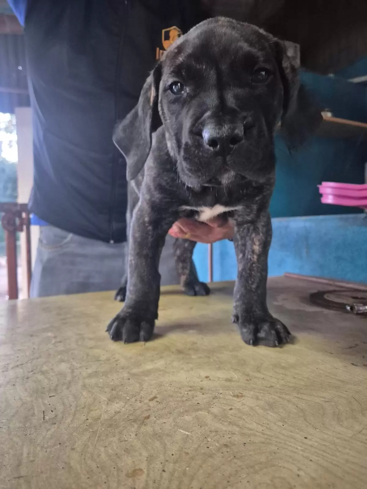 Odin