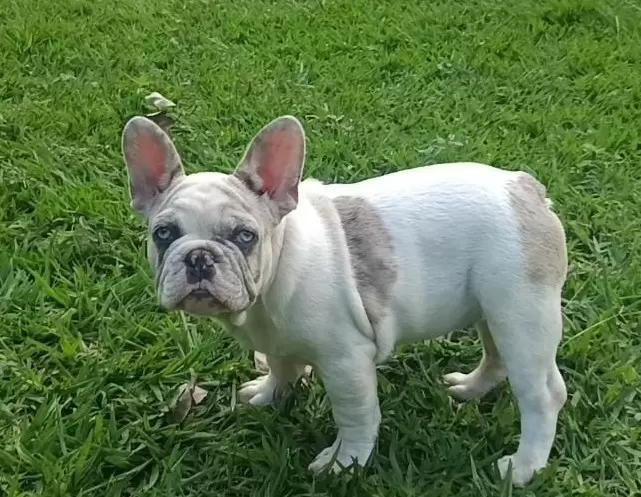 Francês Macho 1 