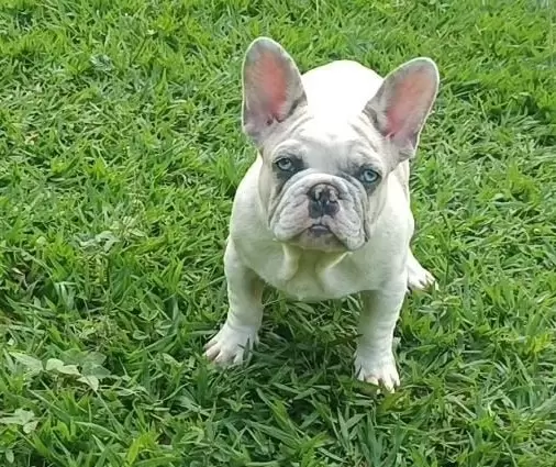 Francês Macho 1 