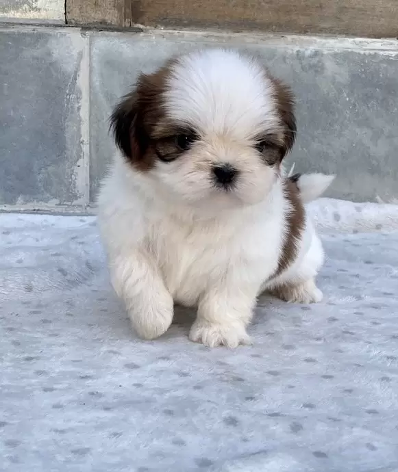 Lola