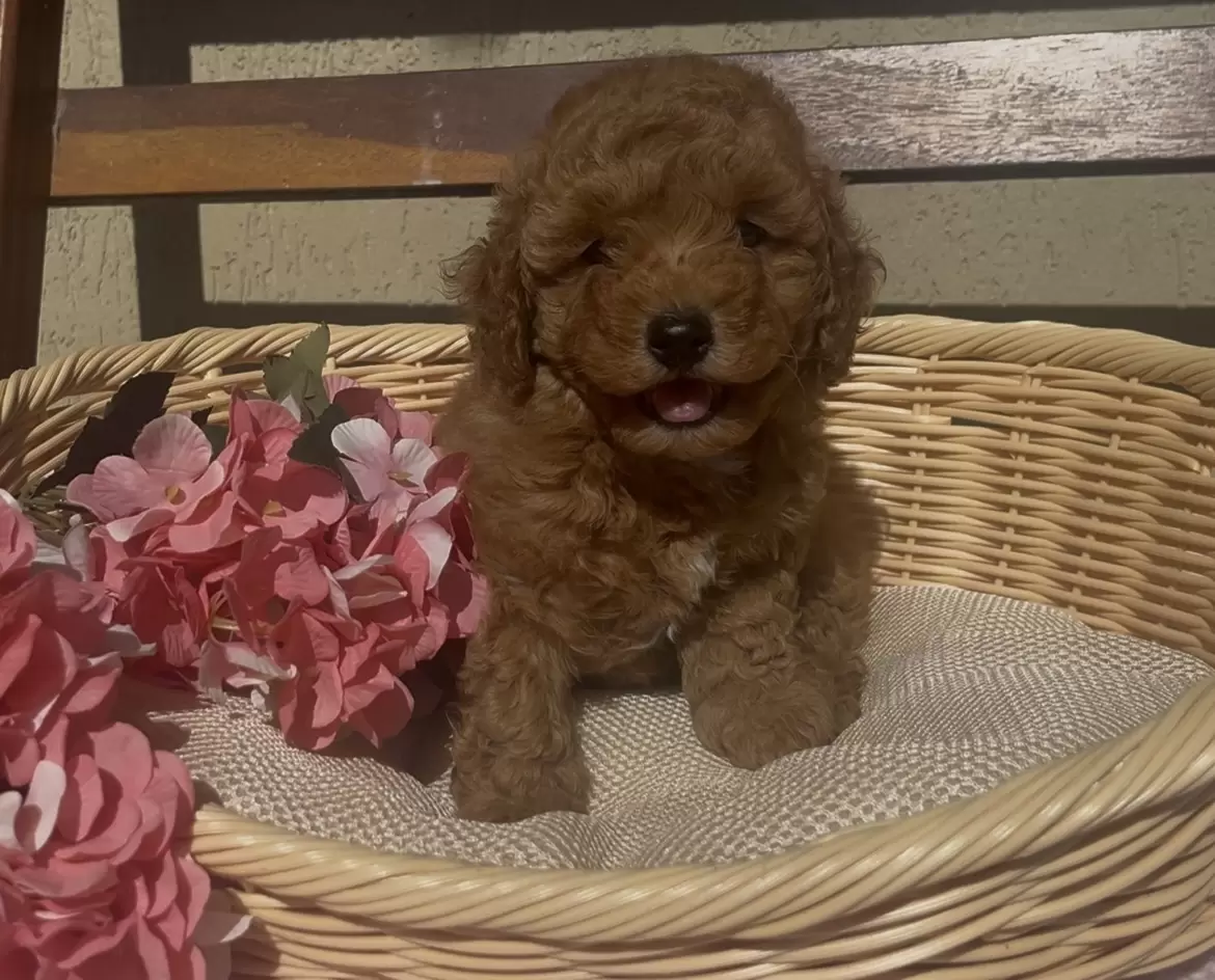 Poodle red Antony