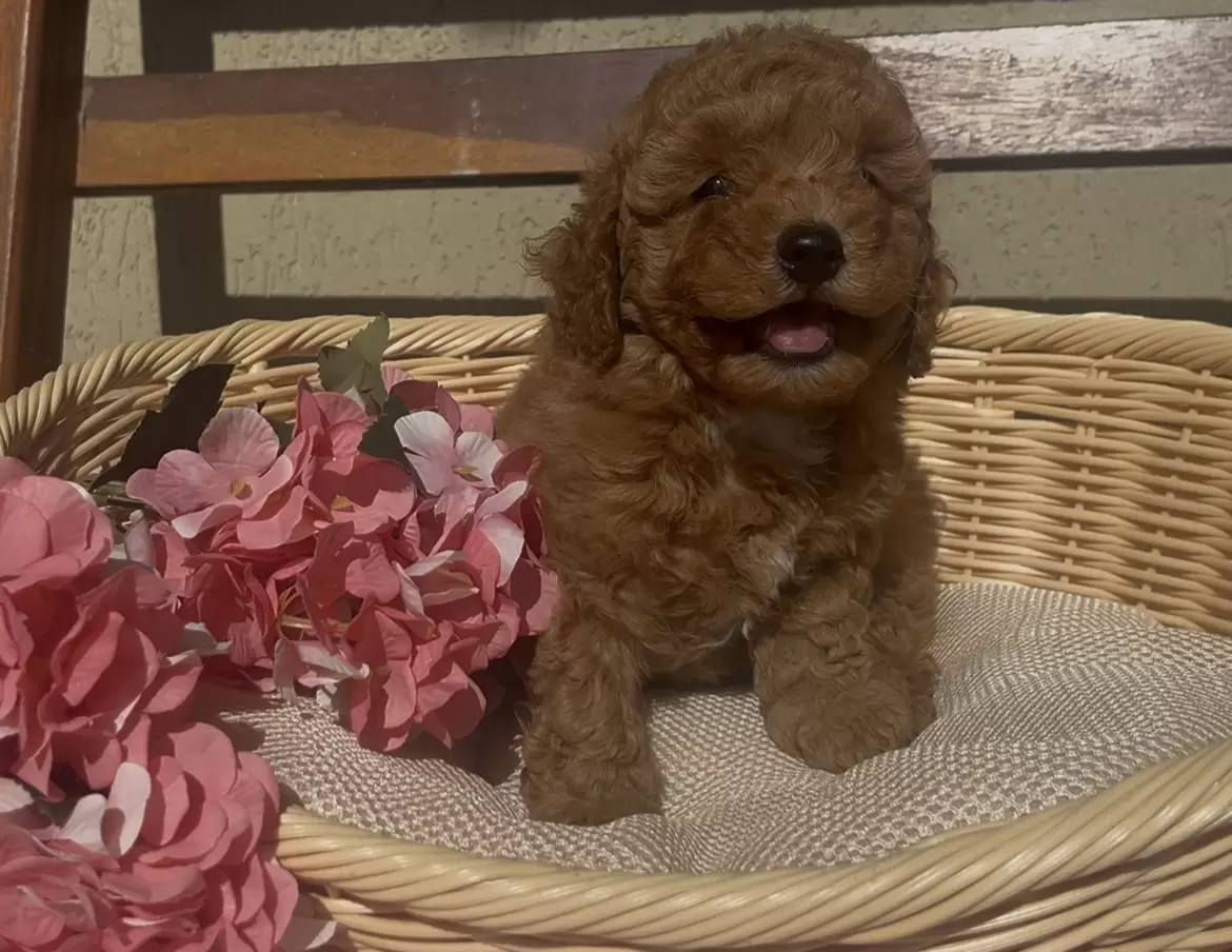 Poodle red Antony